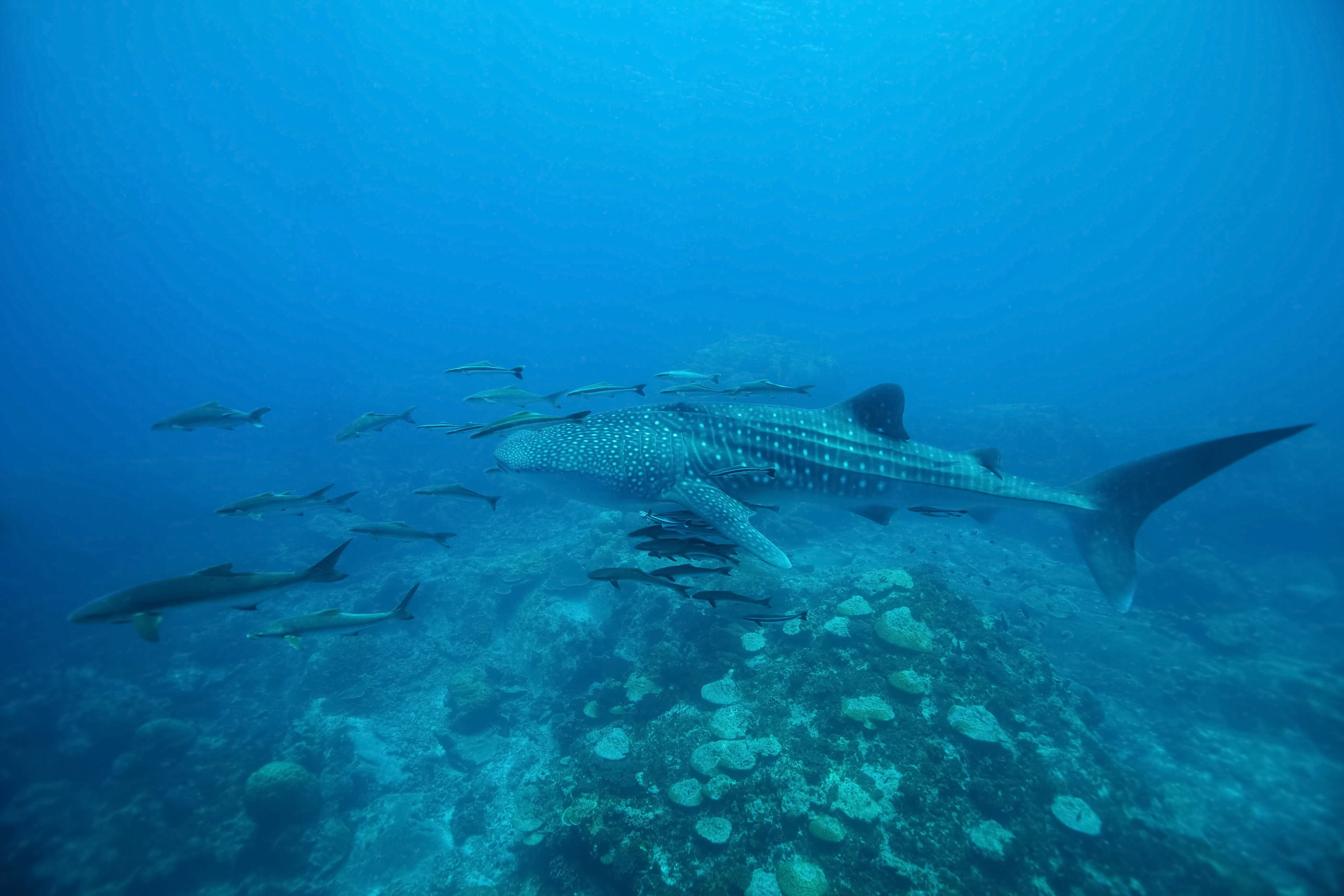 whale shark sideview