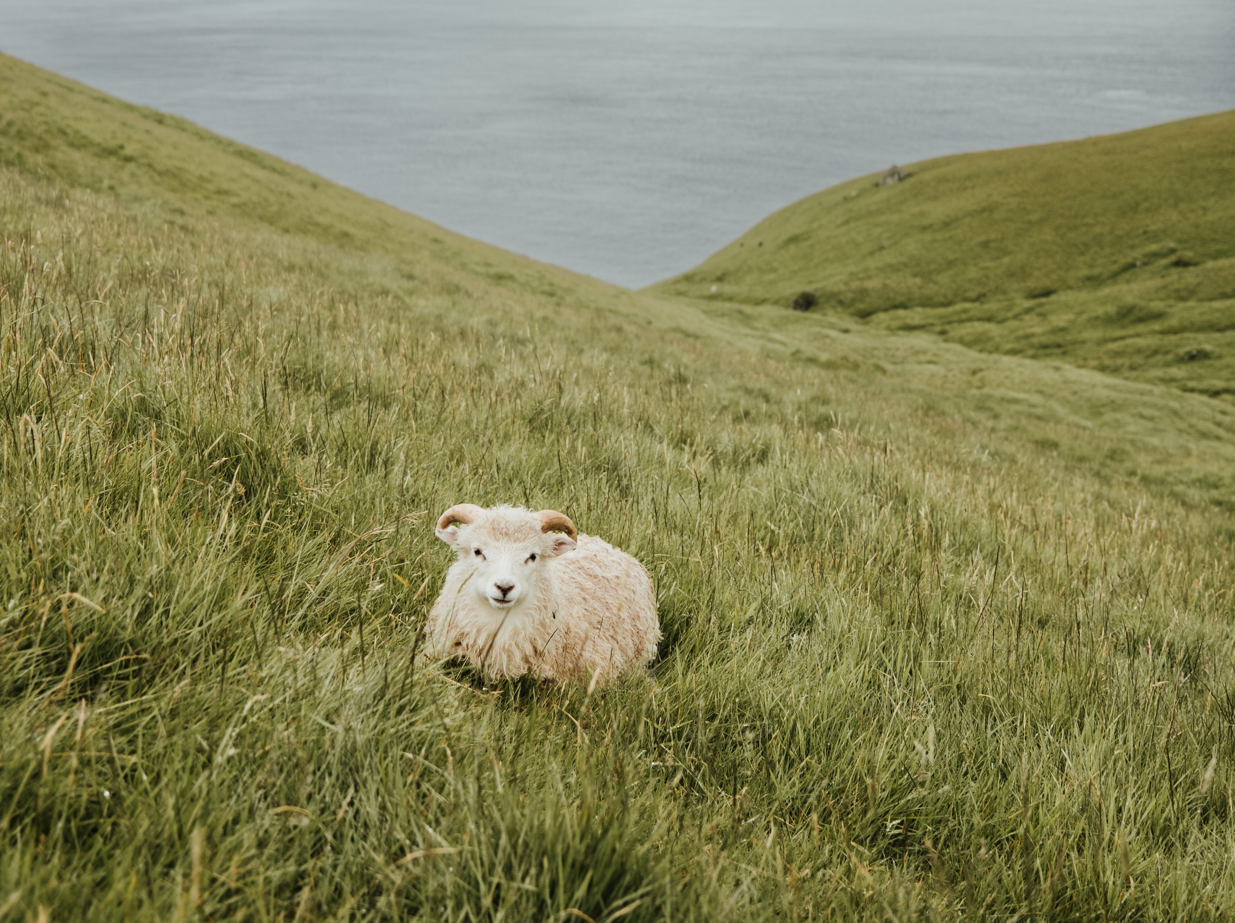 The Faroe Islands: Conservation in the North Atlantic