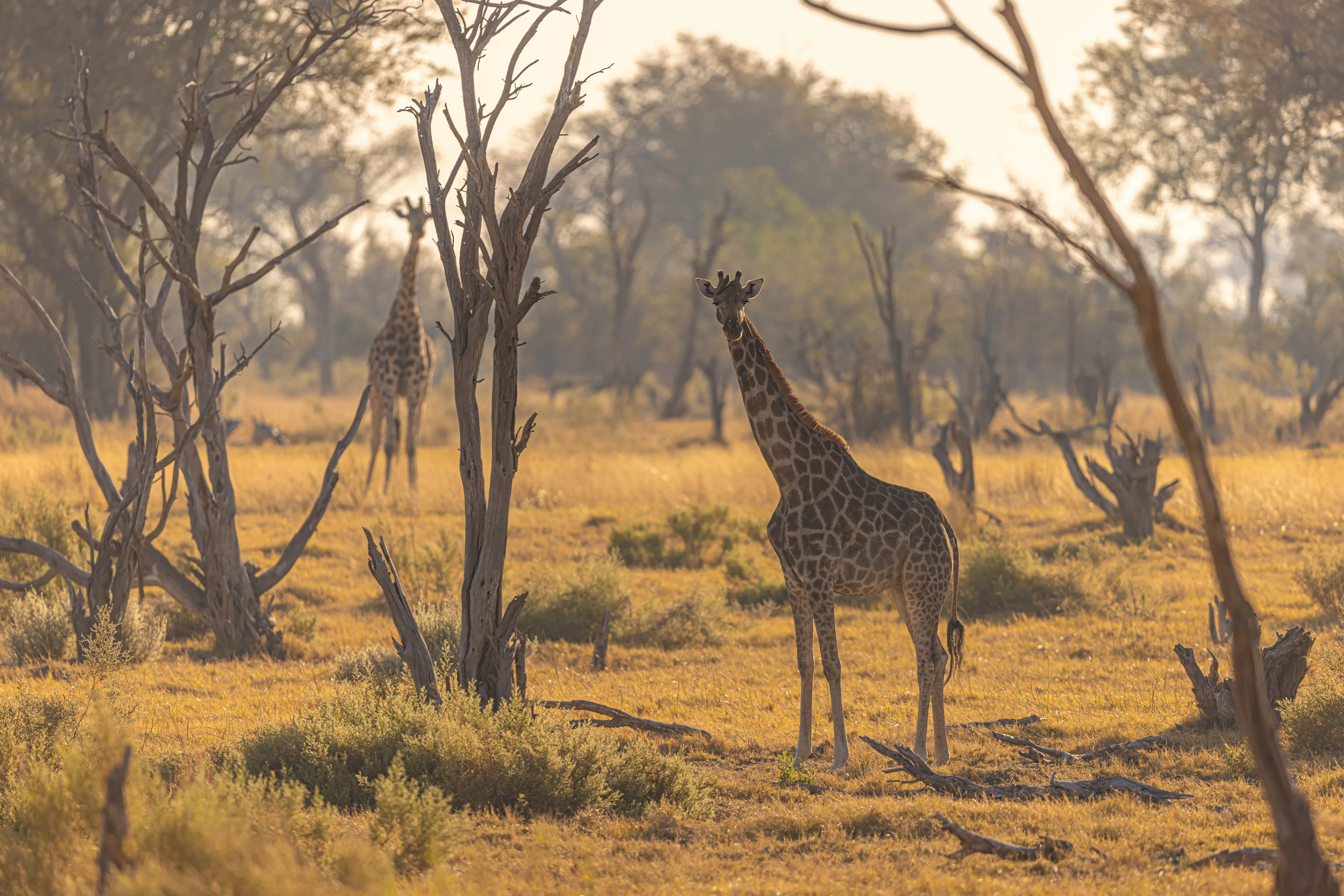 Guide Courses in Southern Africa