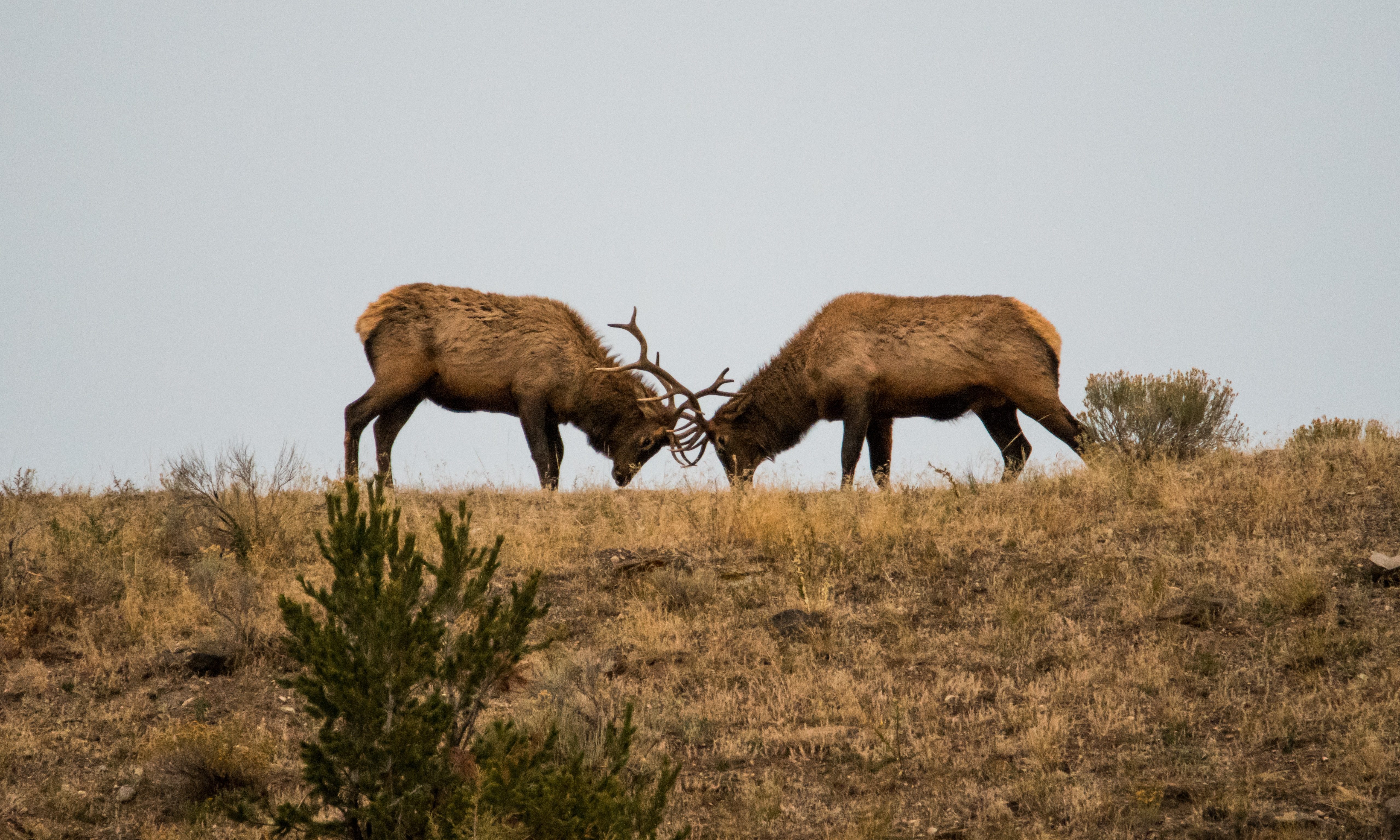 elks fighting