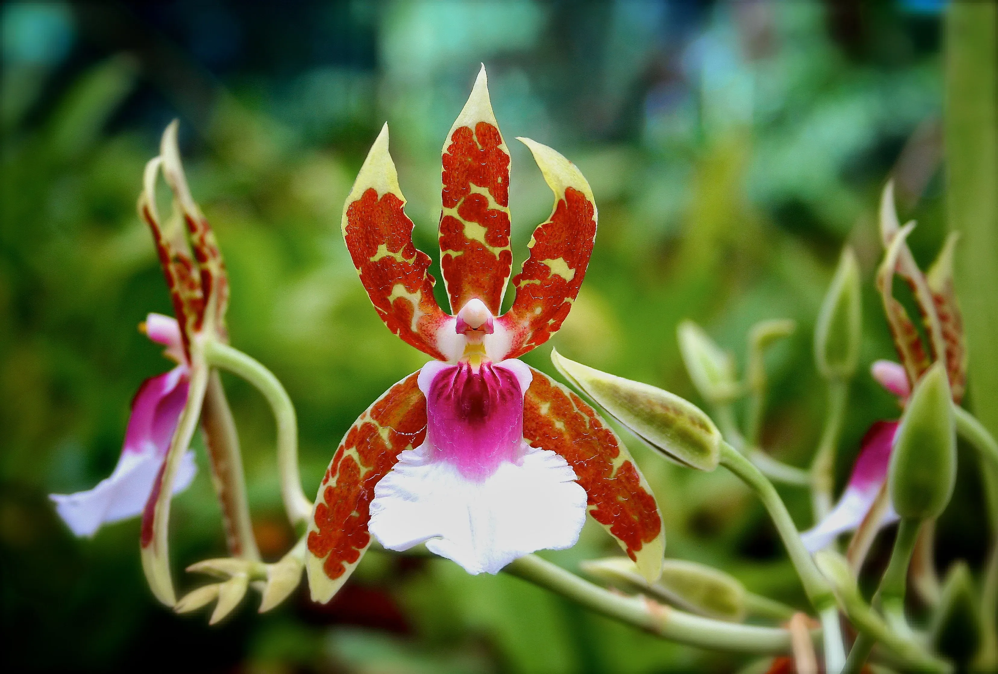 lankester orchid