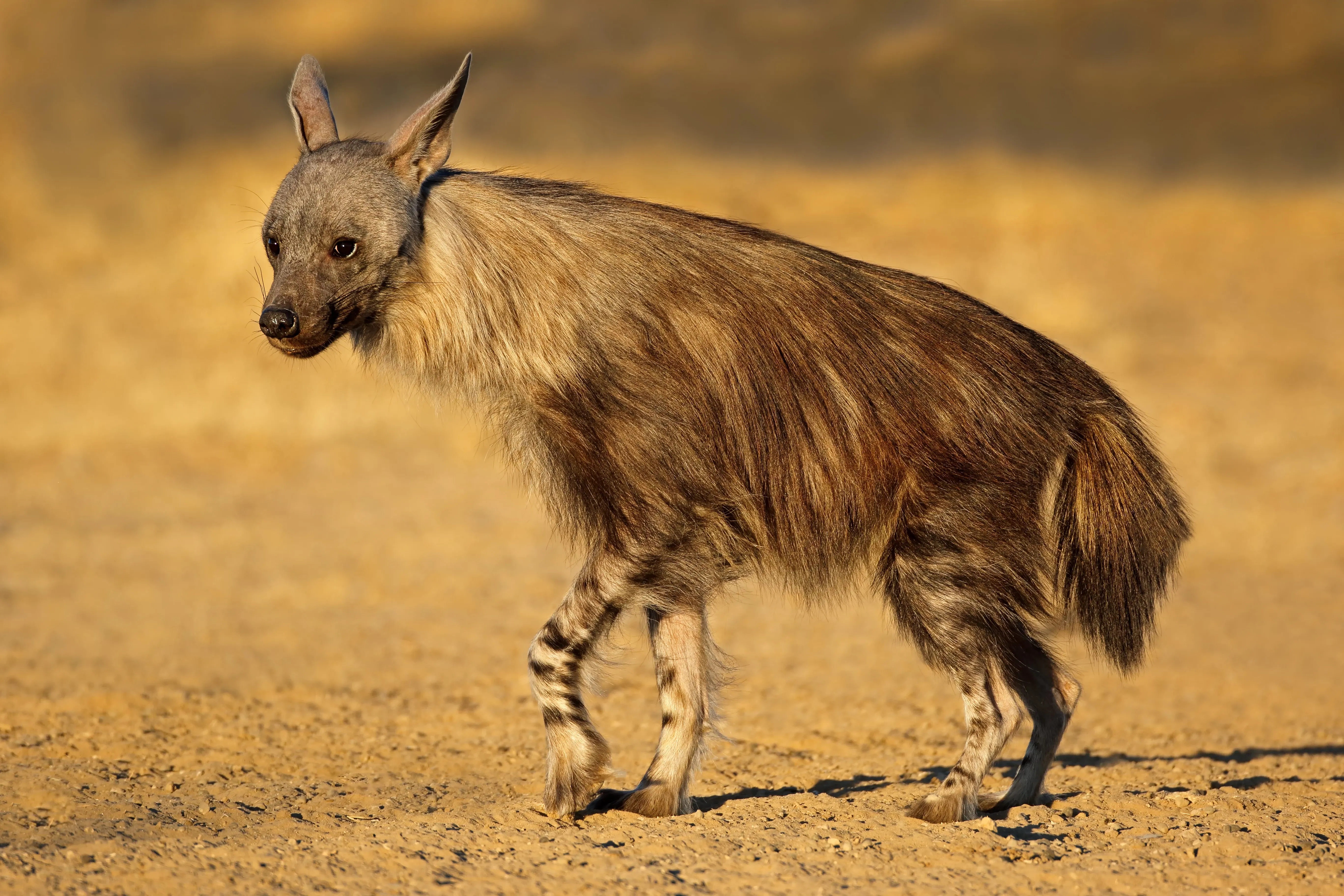 Brown hyena, Botswana