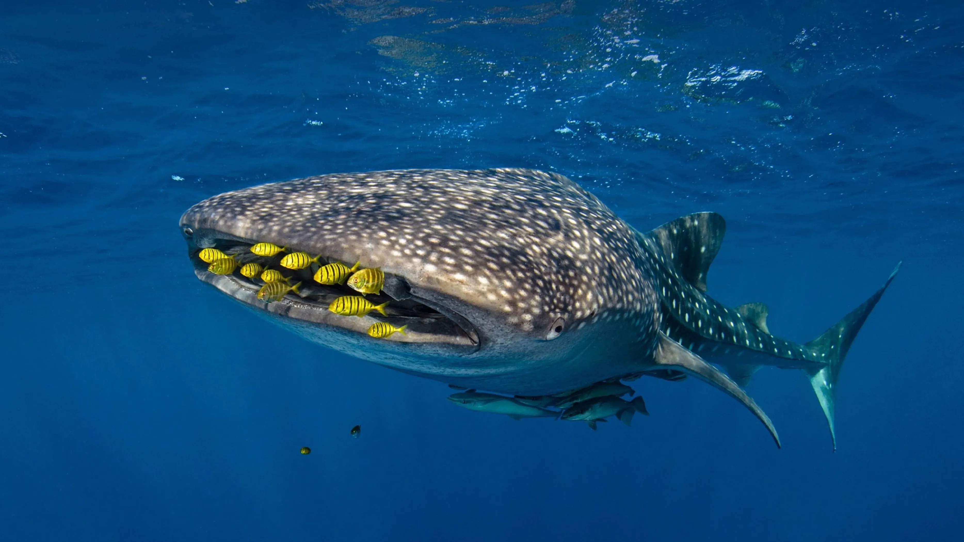 whale shark feeding