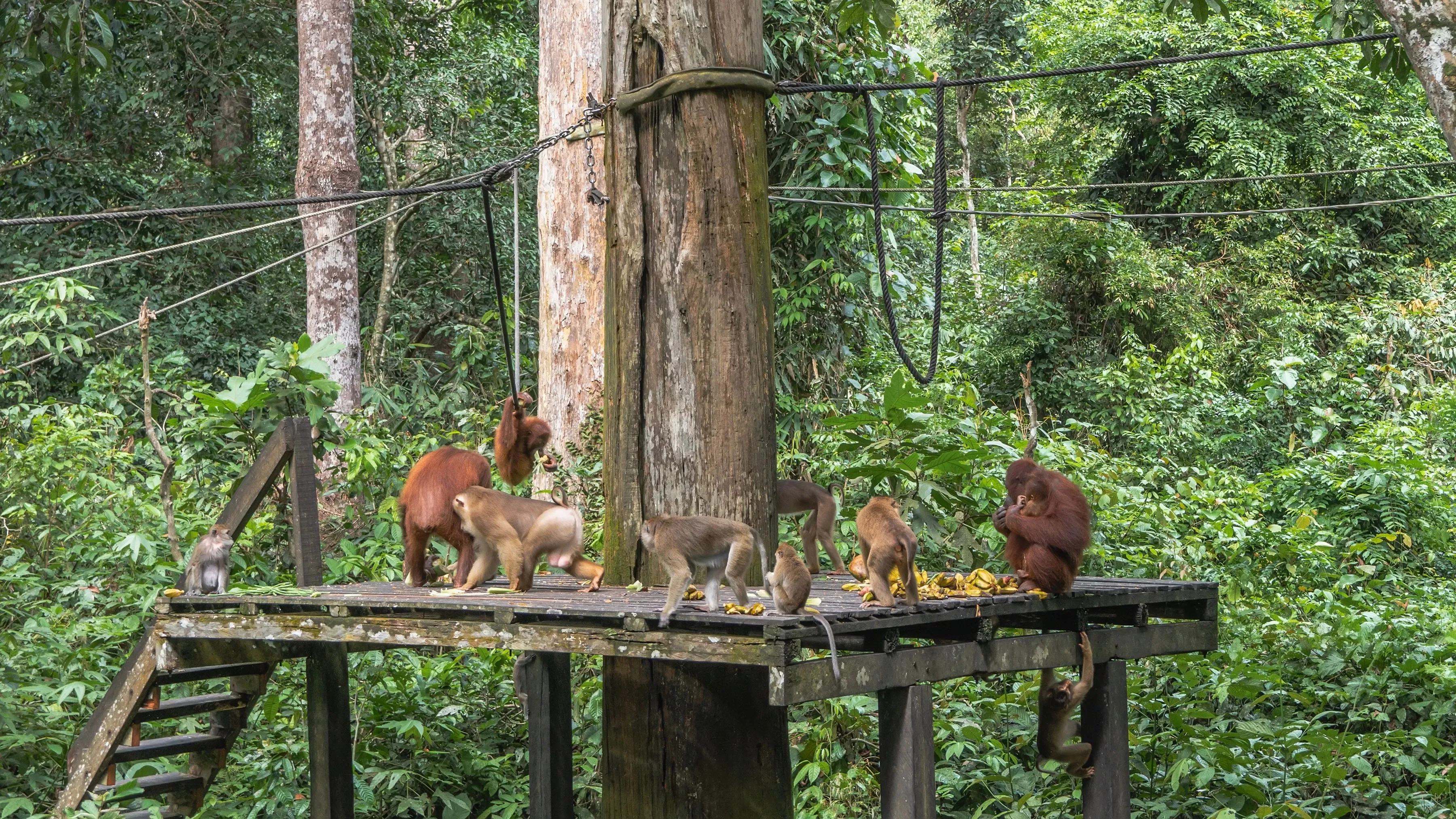 Group of orangutan