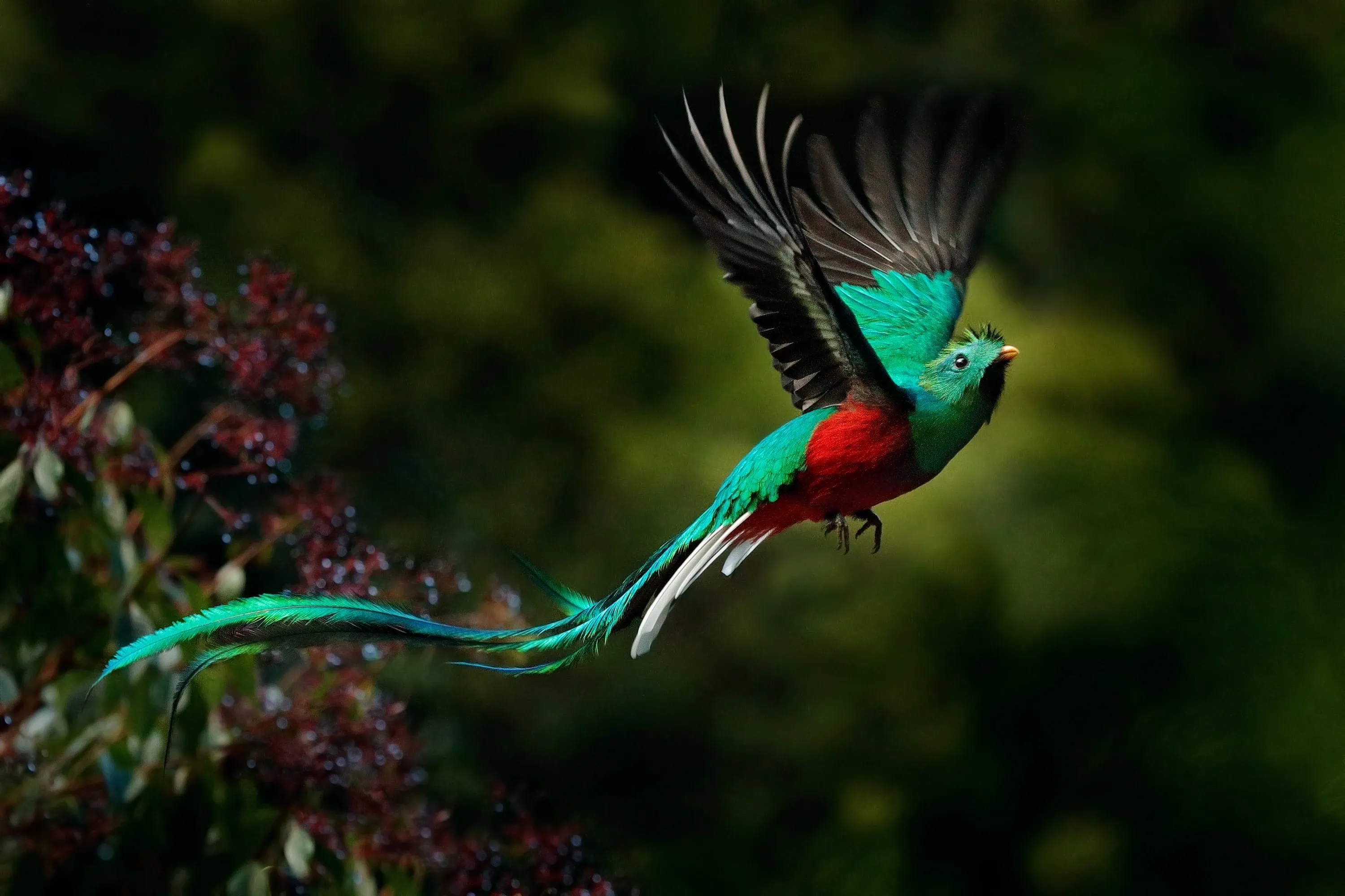 Blau-roter Quetzal fliegt