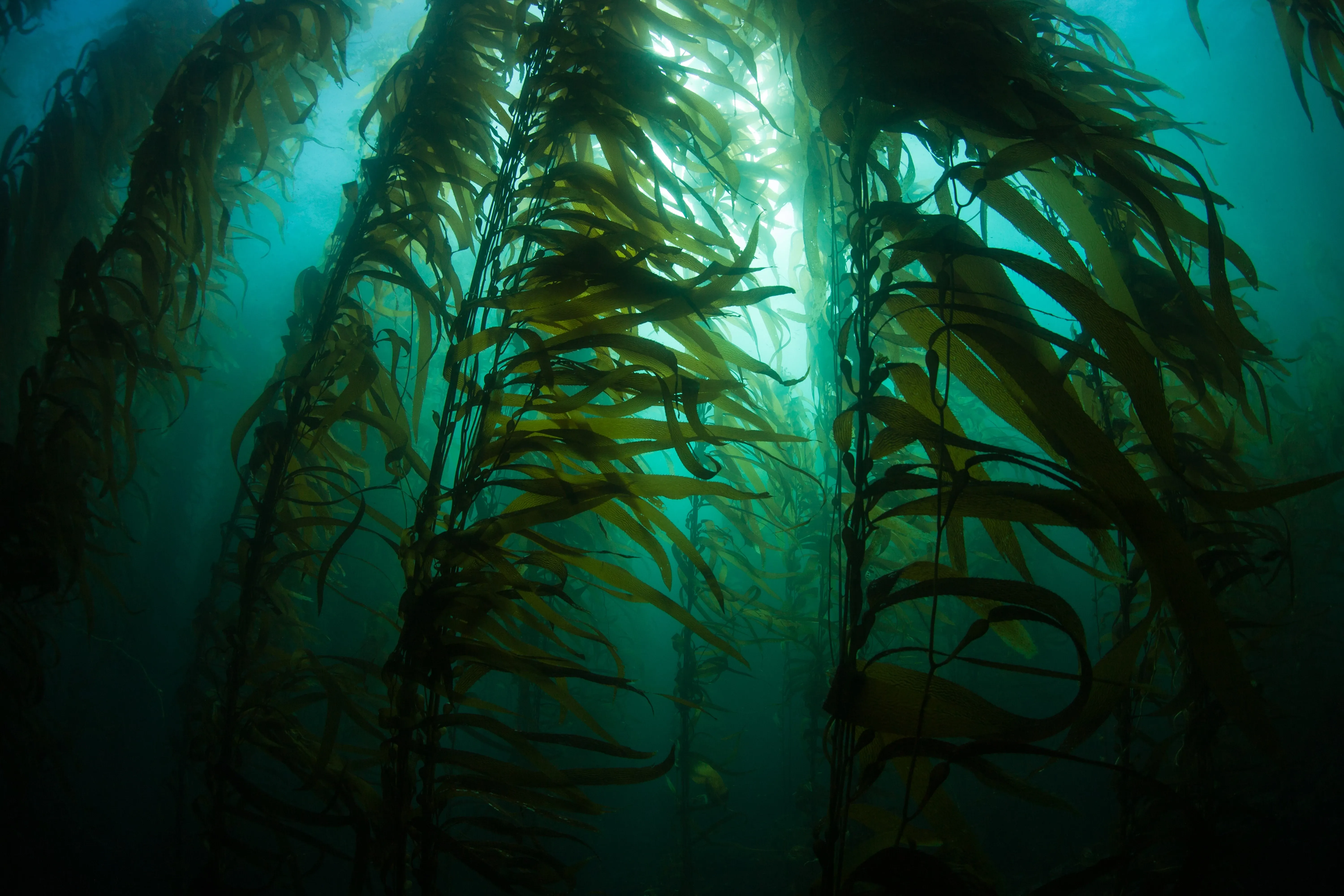 Kelp forest