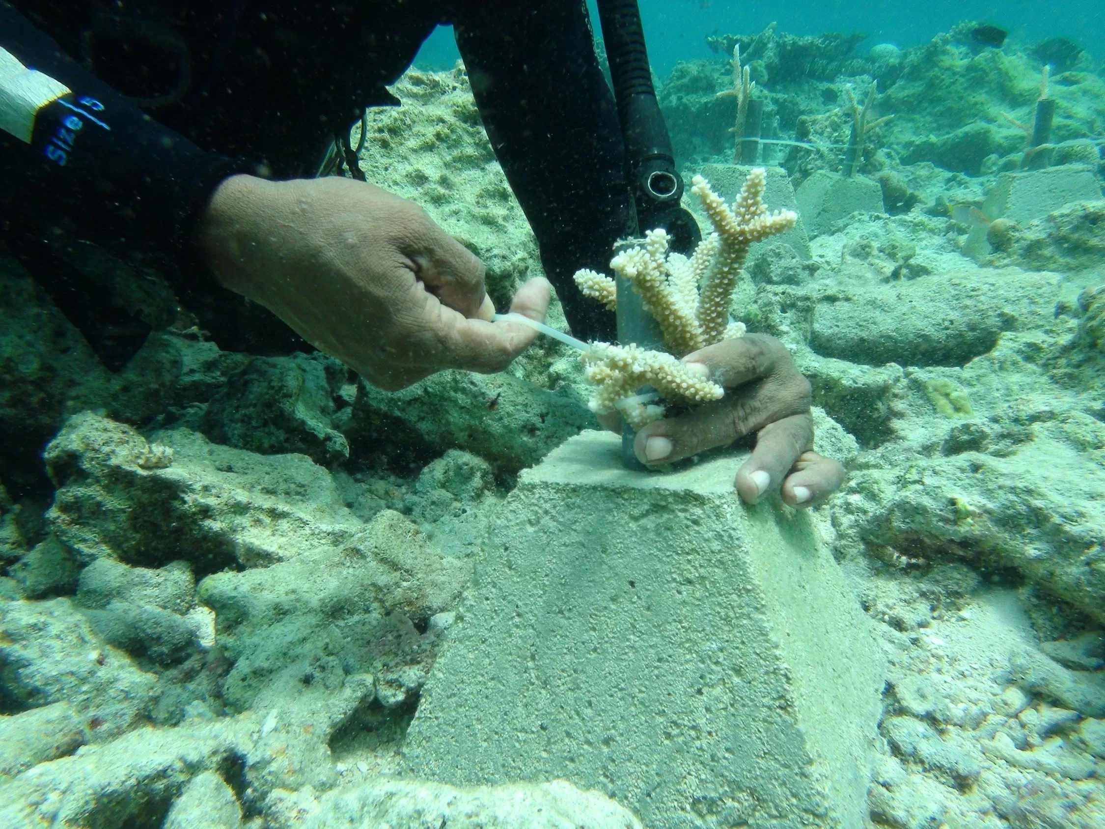 diver attending to coral nursery