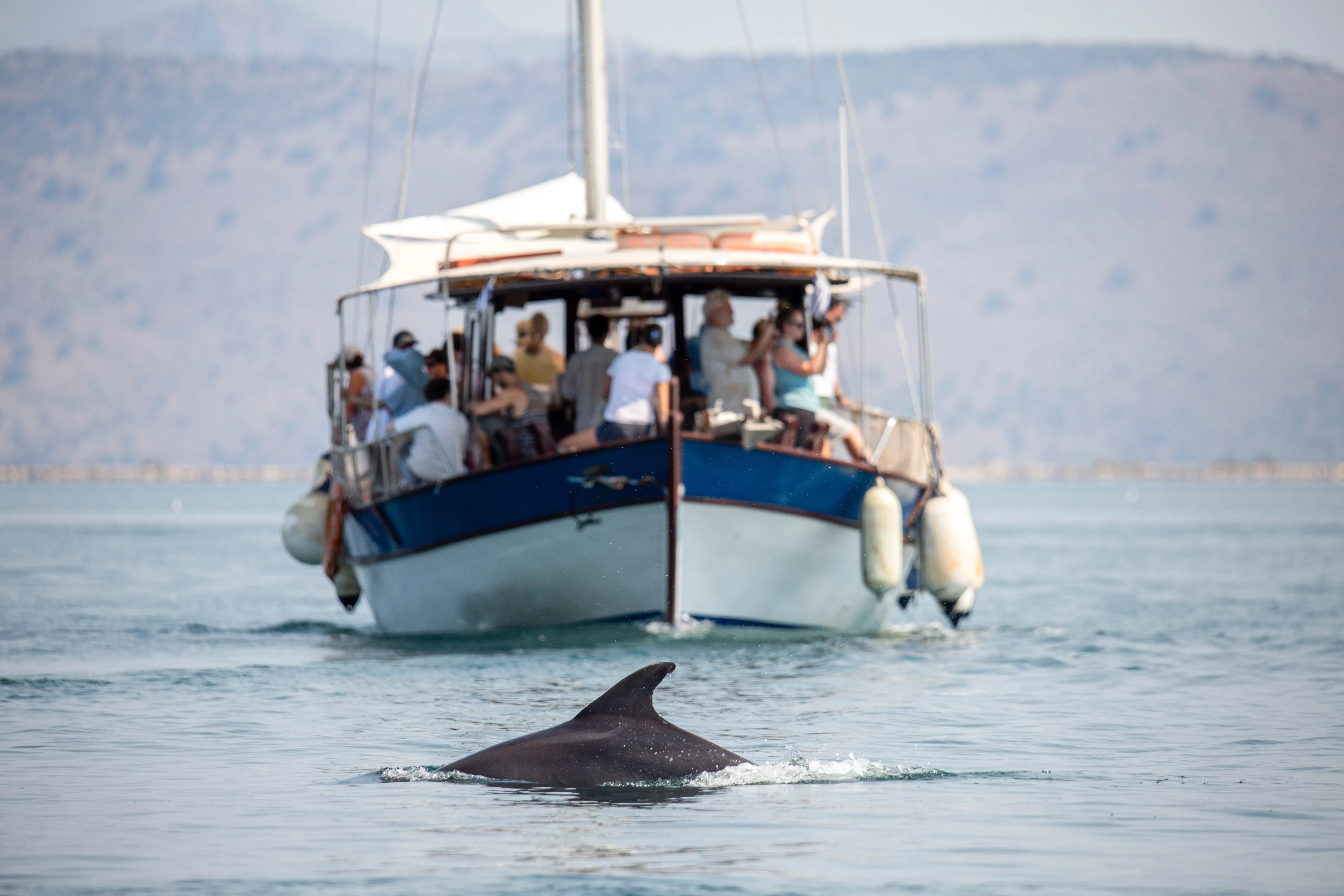 whale watching from close