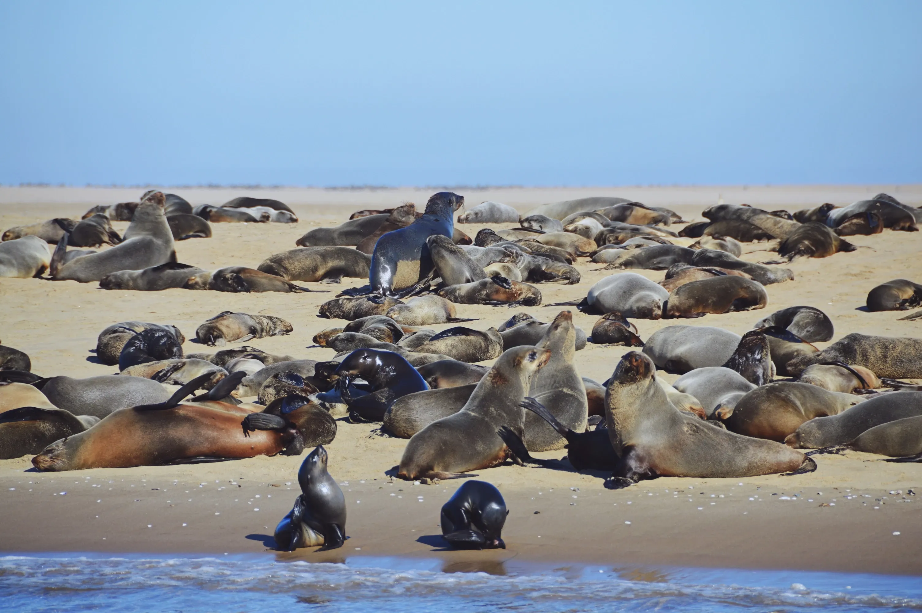 Namibia cape seals