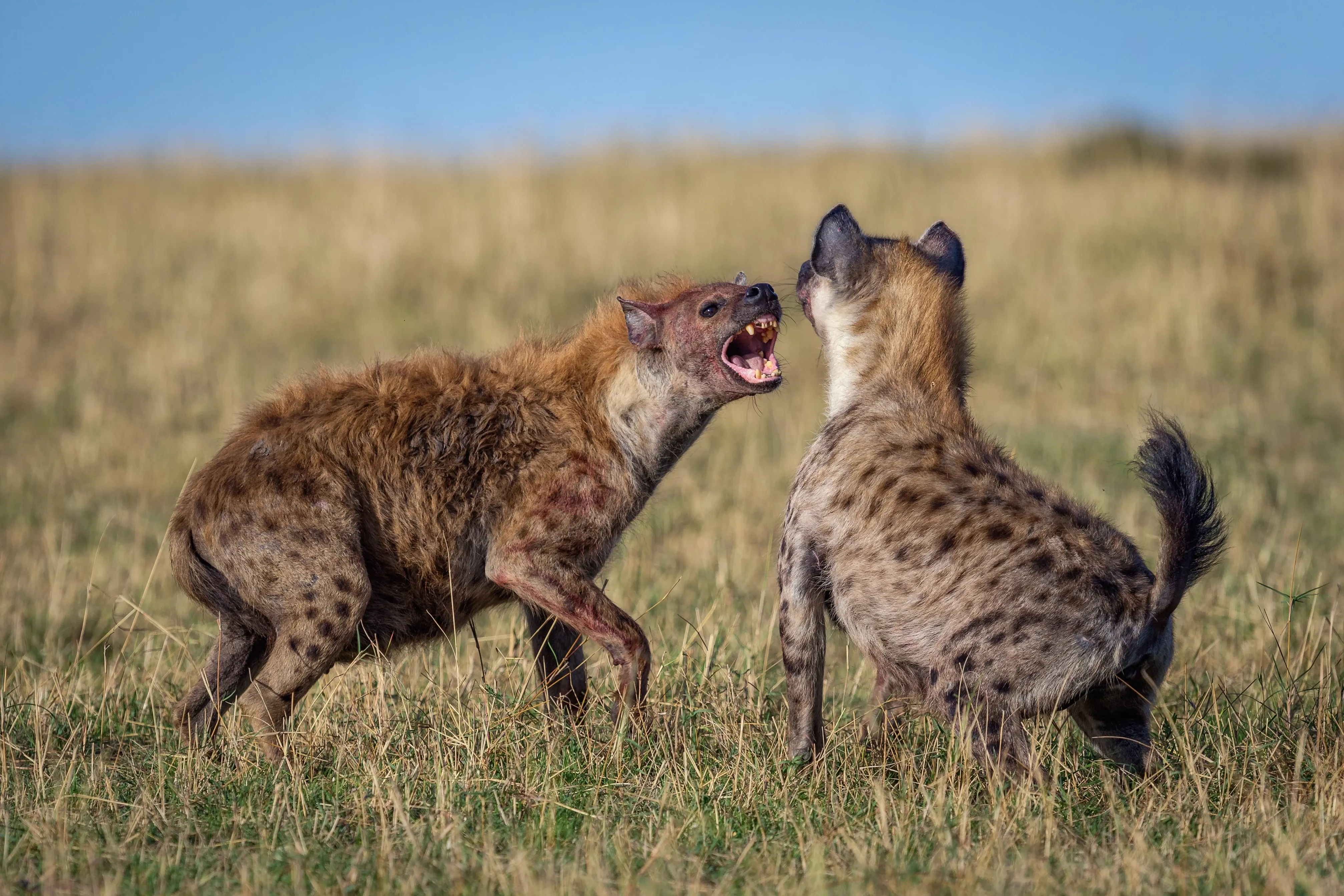 hyenas fighting