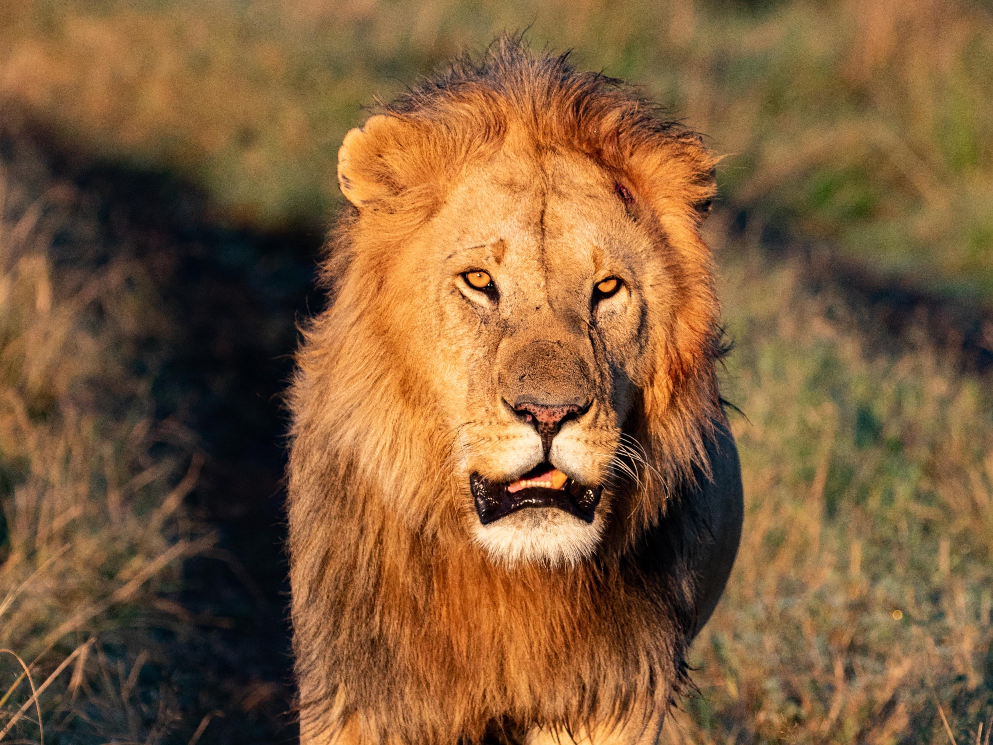 Lion in the Mara