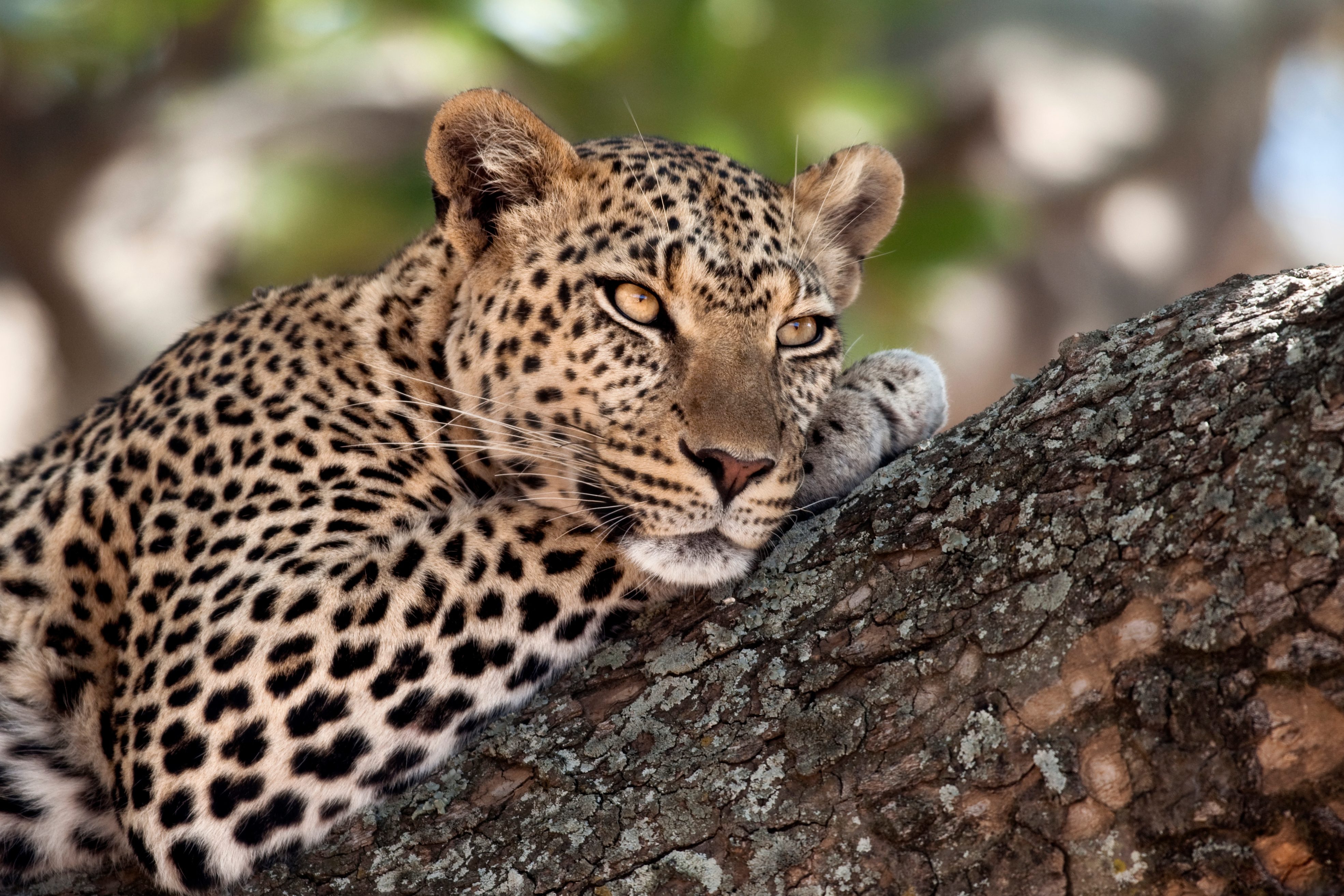 Leopard
