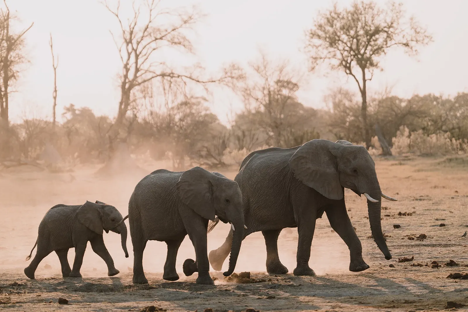 Private Wilderness Experience, Botswana