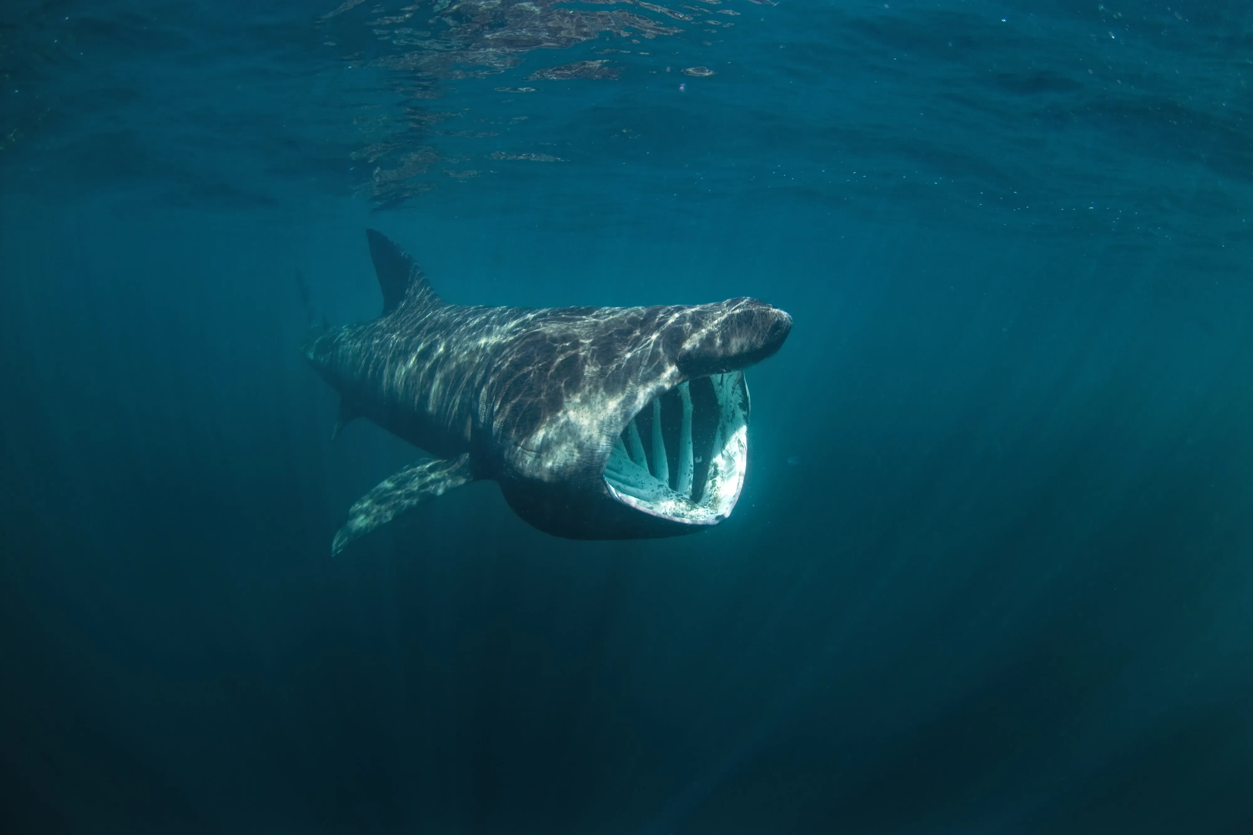 Basket shark