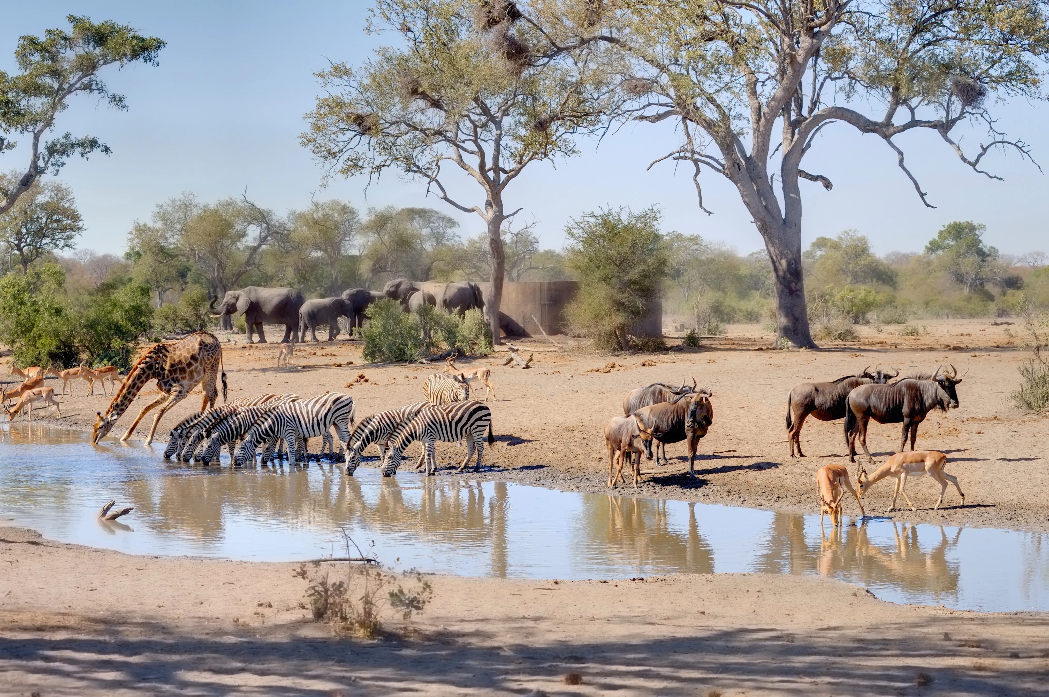 Tiere an der Wasserstelle