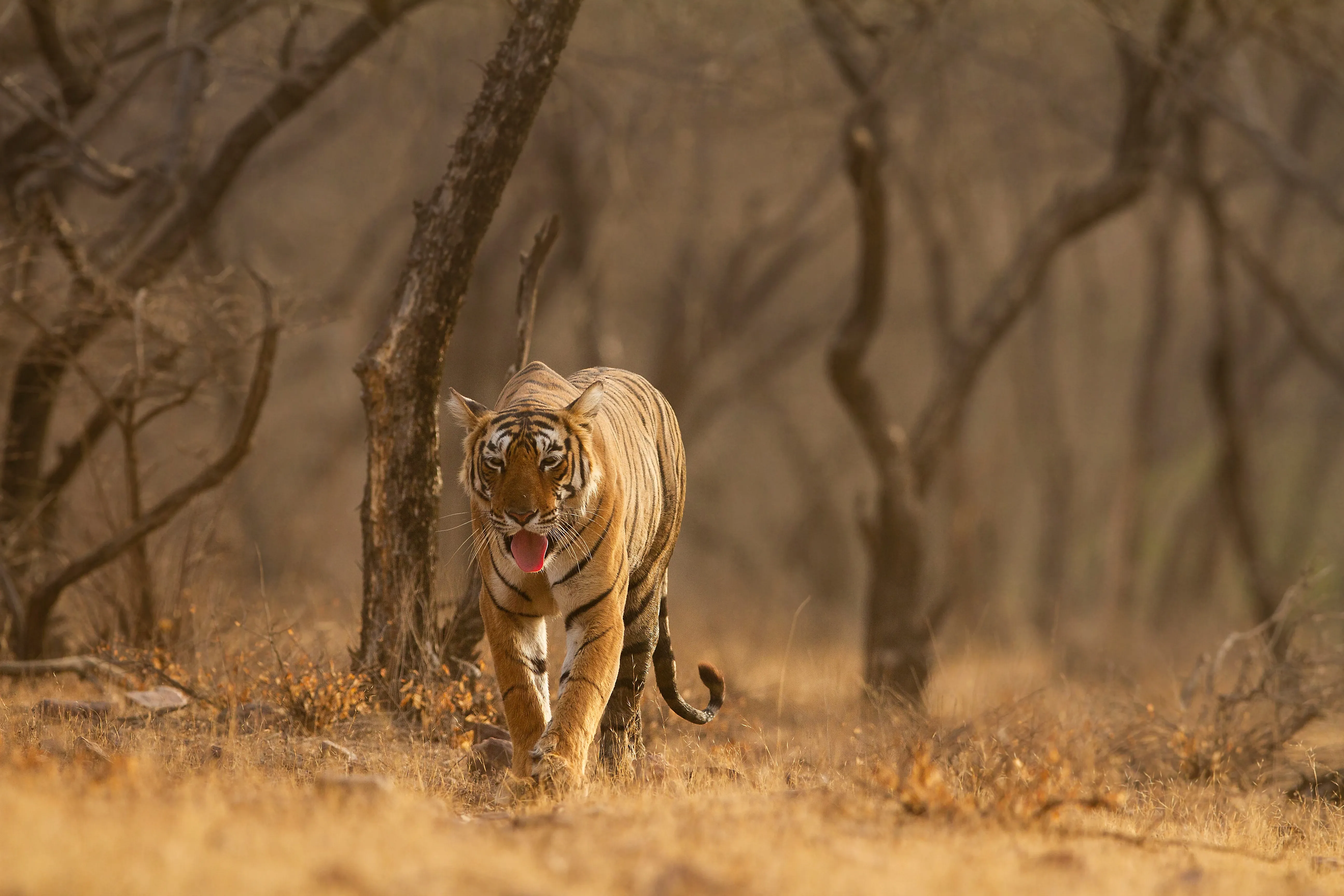 Tiger wandernd und hechelnd