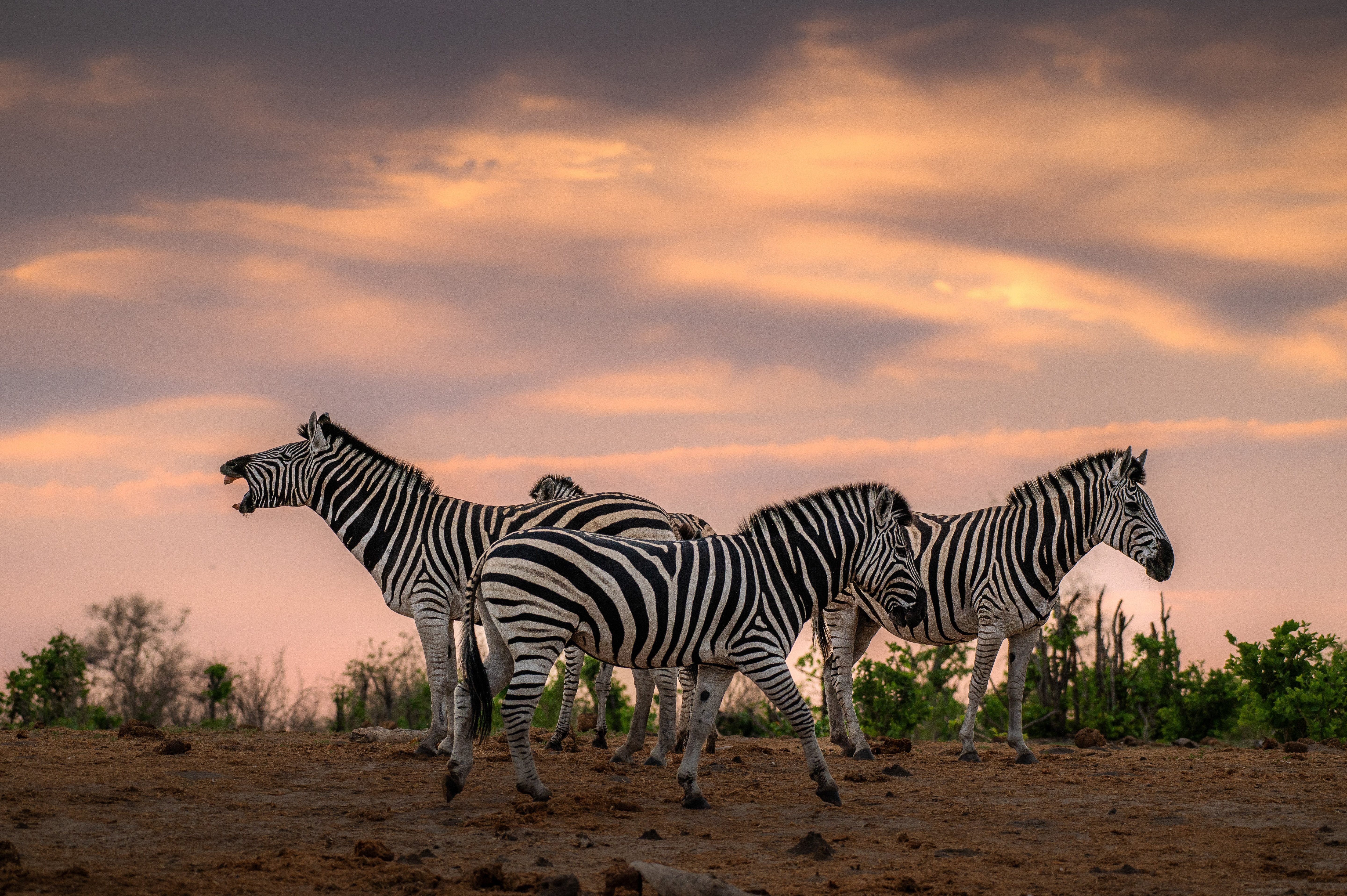 zebra