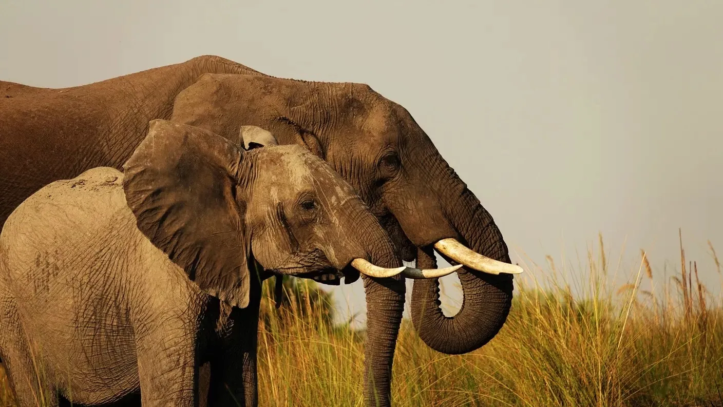 Guide Courses in Botswana