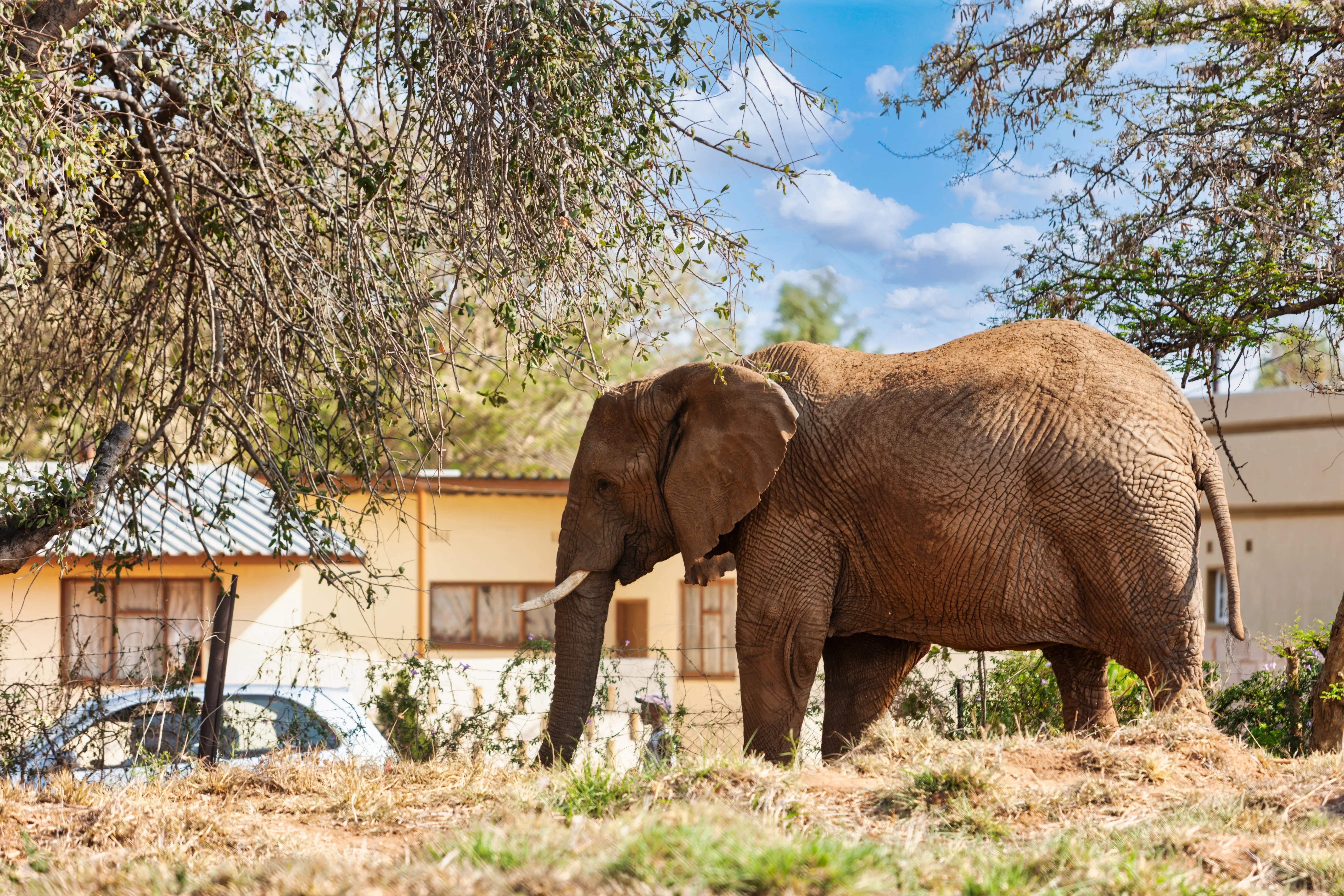 Elephant by rural community