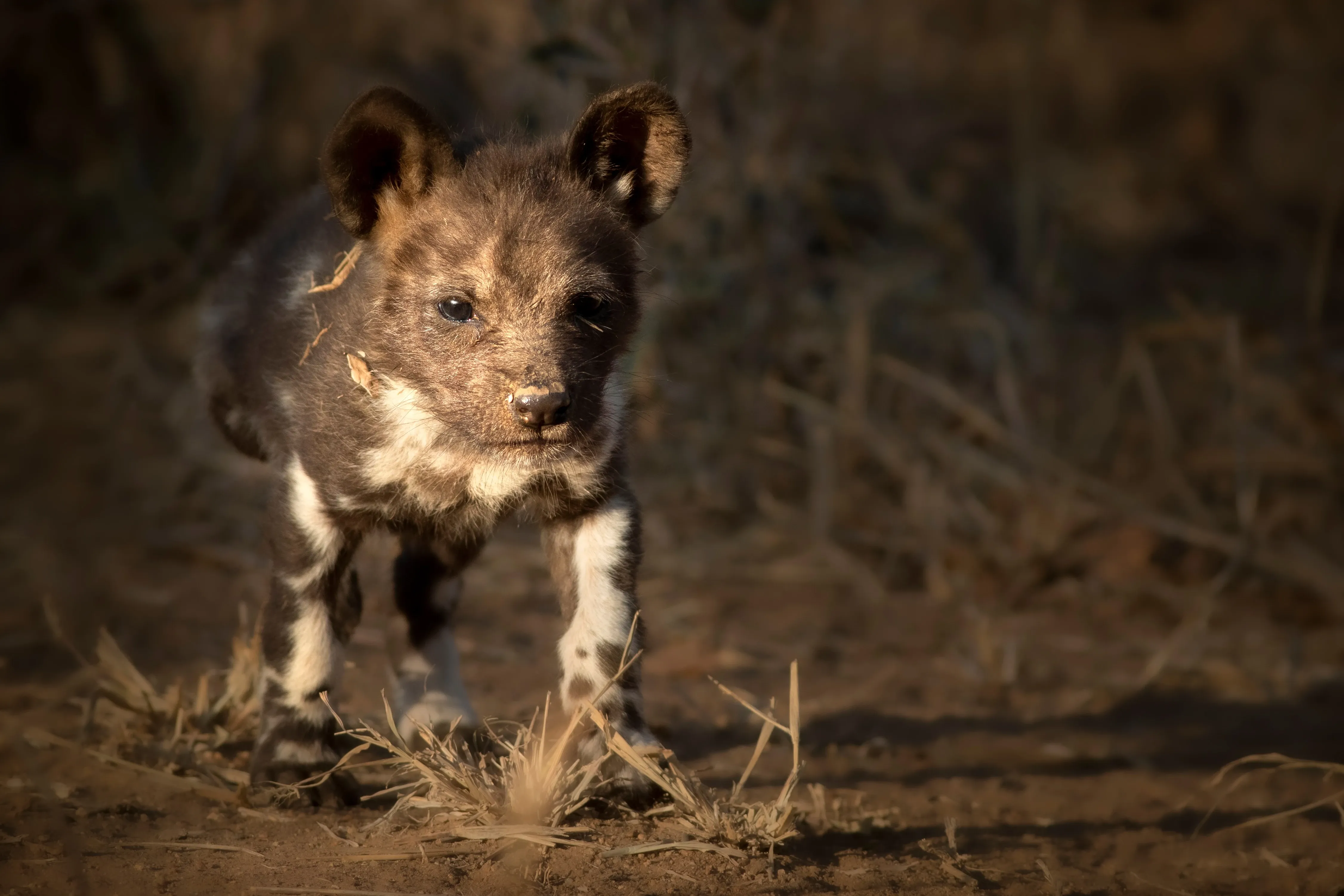 wild dog pup