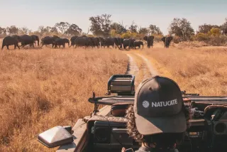 Mann mit einer Natucate-Cap sitzt in einem Auto und fährt durch die botswanische Wildnis, im Hintergrund sind Elefanten.