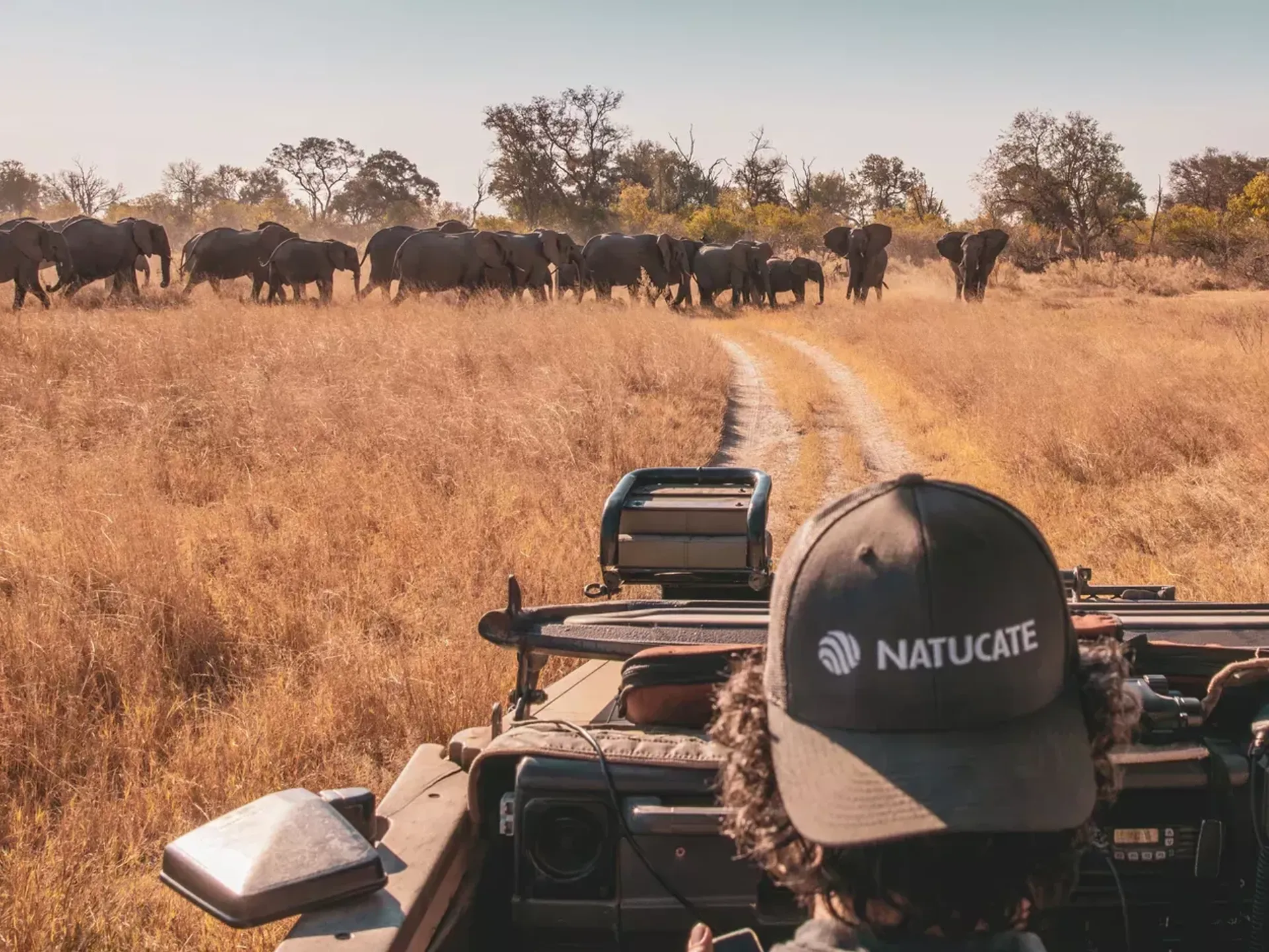 Man with a Natucate cap sits in a car and drives through the Botswana wilderness with elephants in the background.