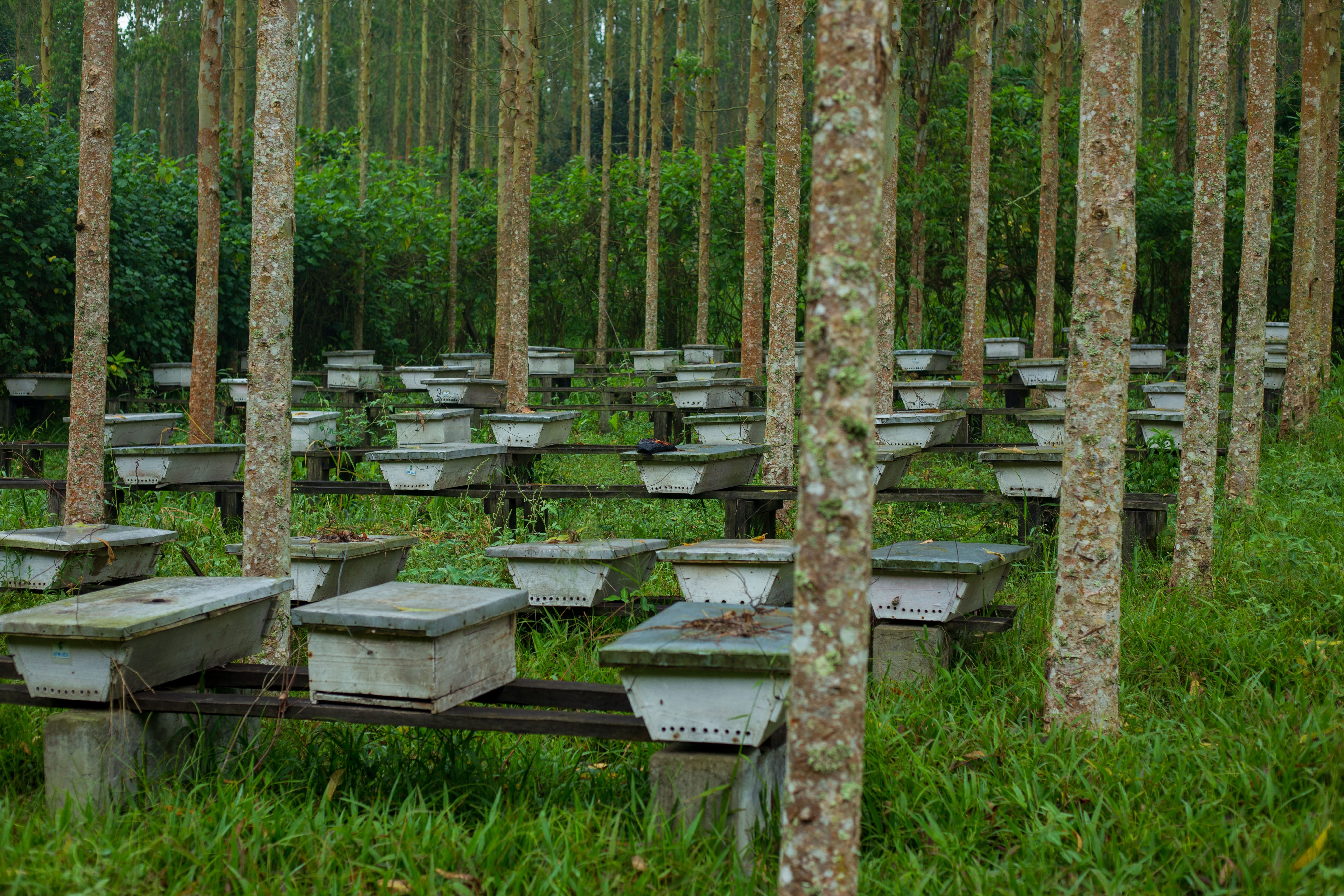 Bienenstock-Zaunlinie