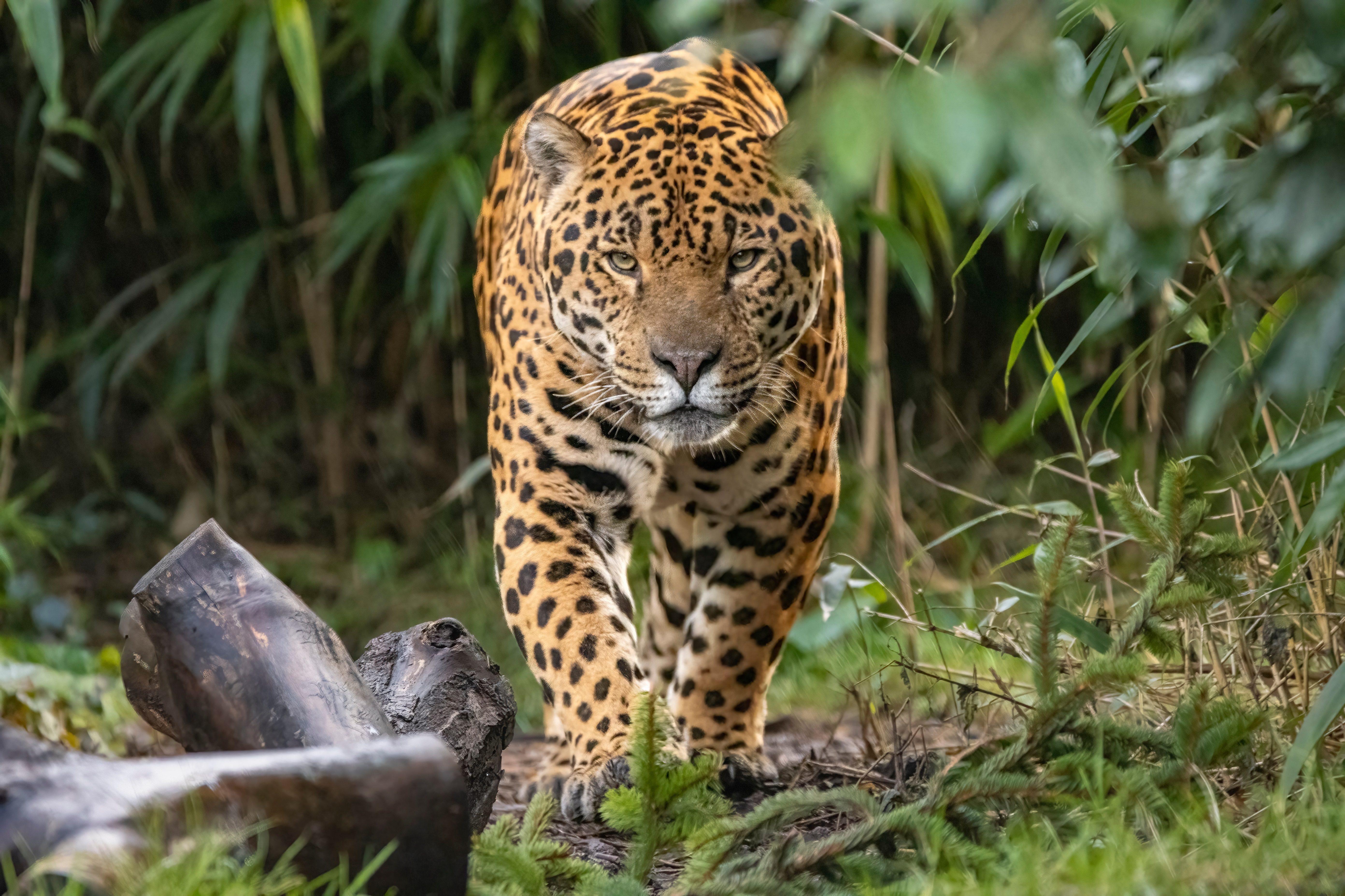 Jaguar approaching camera