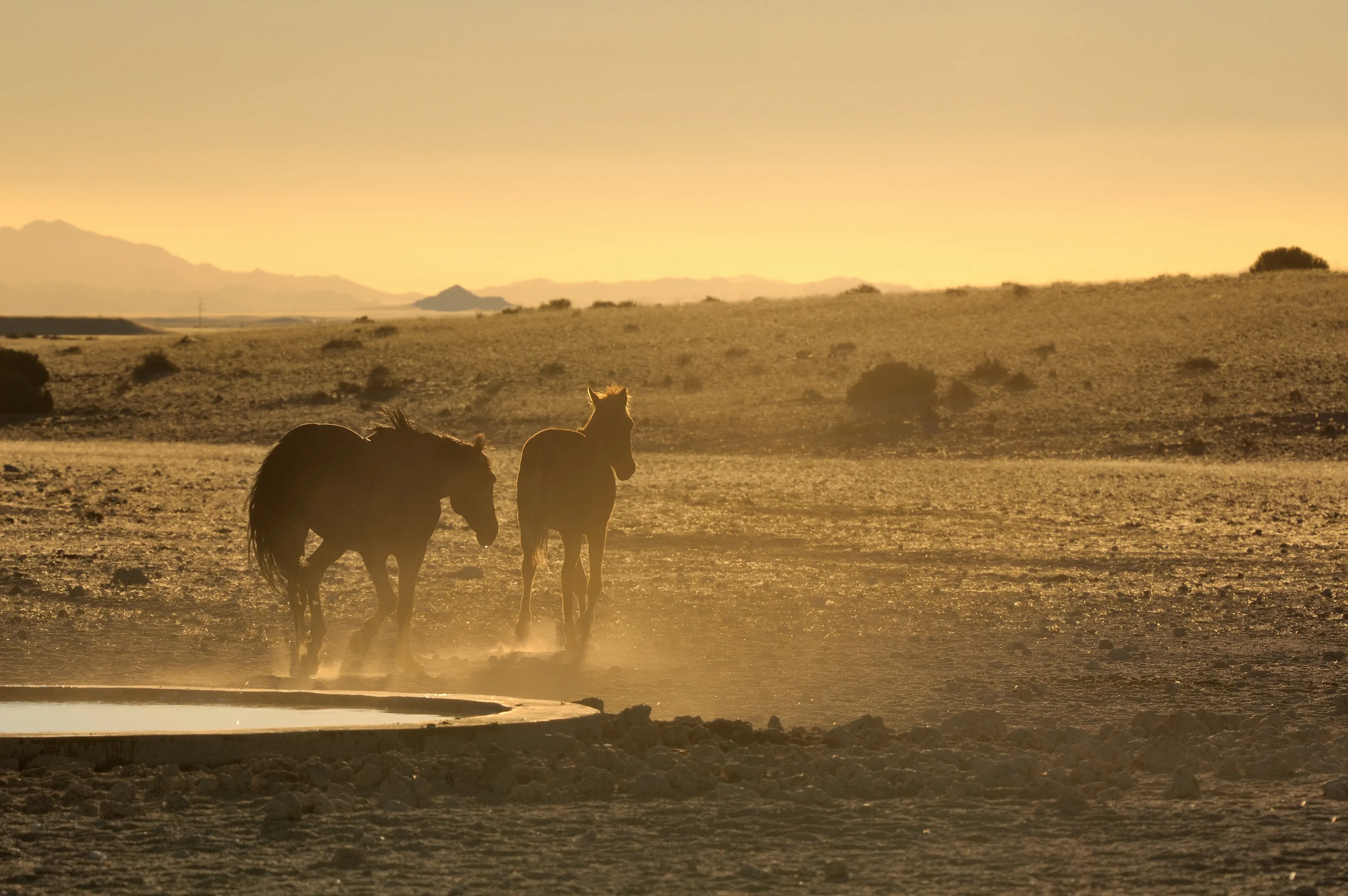Namib-Pferde trinken am Wasserloch