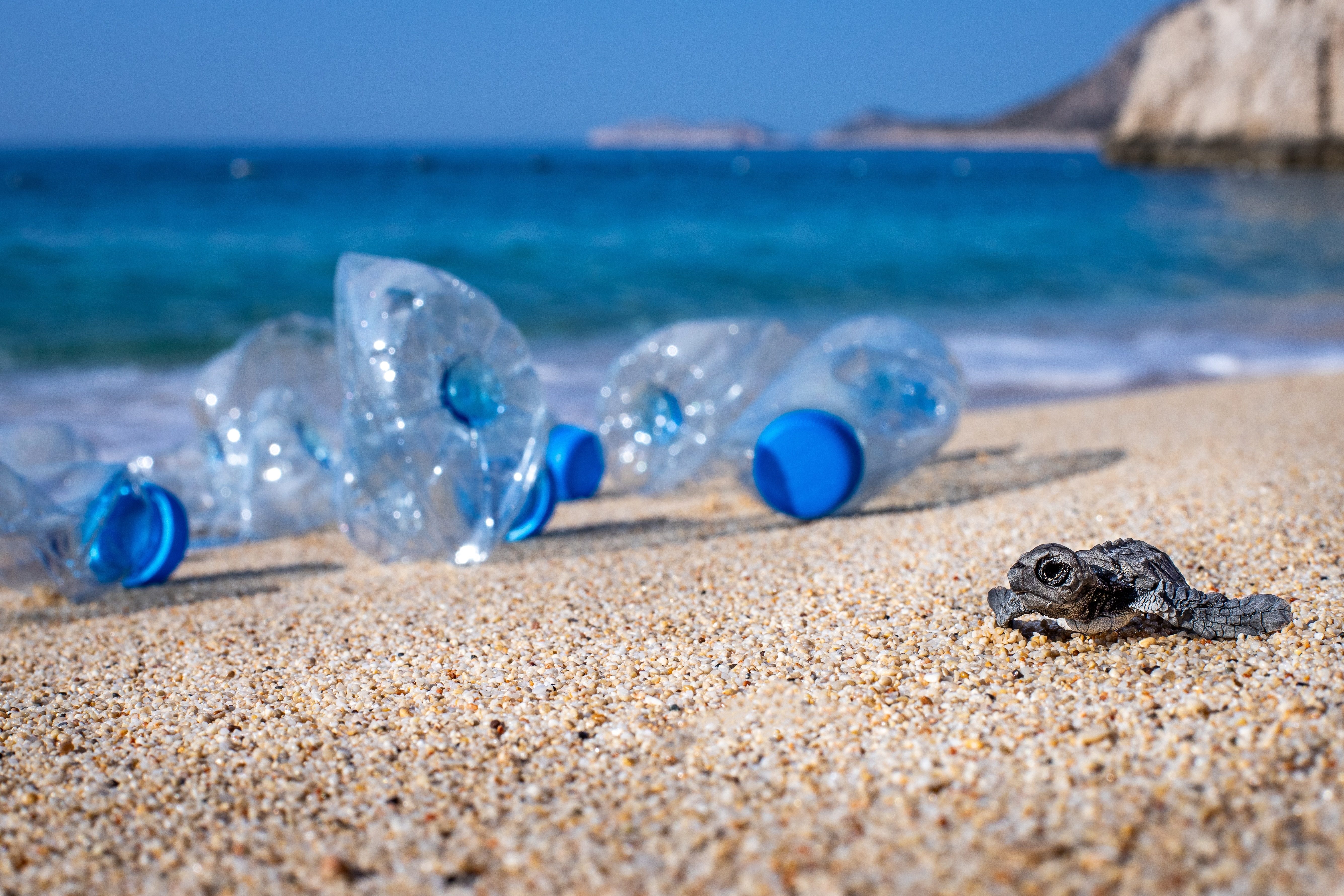 baby seaturtle stuck on beach