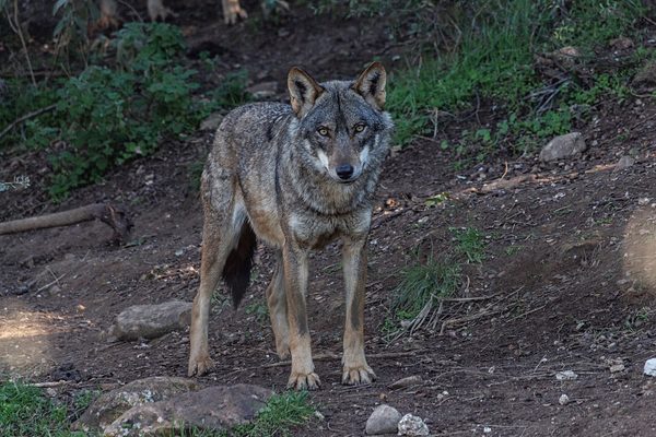 iberian wolf closeup