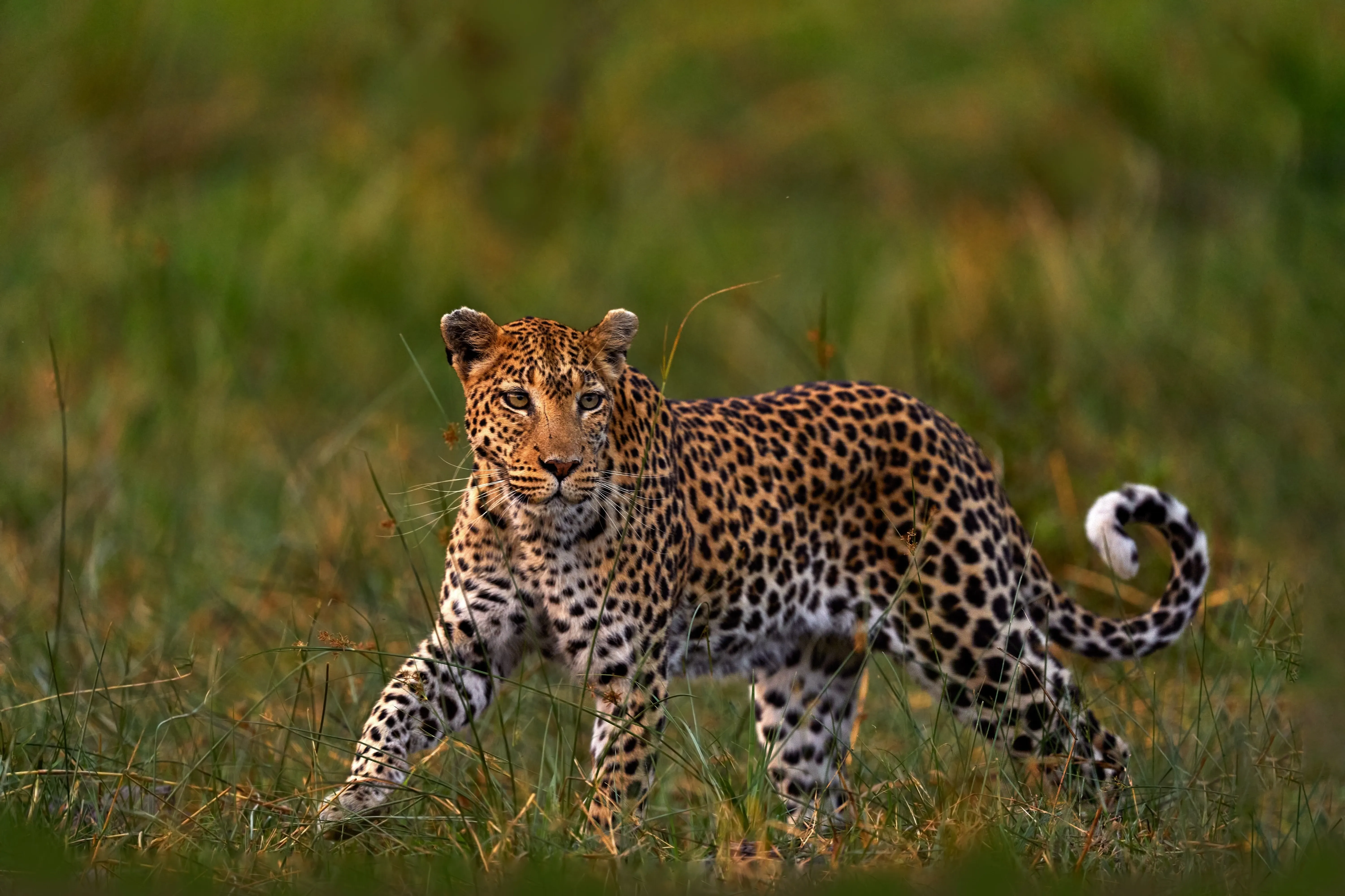 Leopard in field
