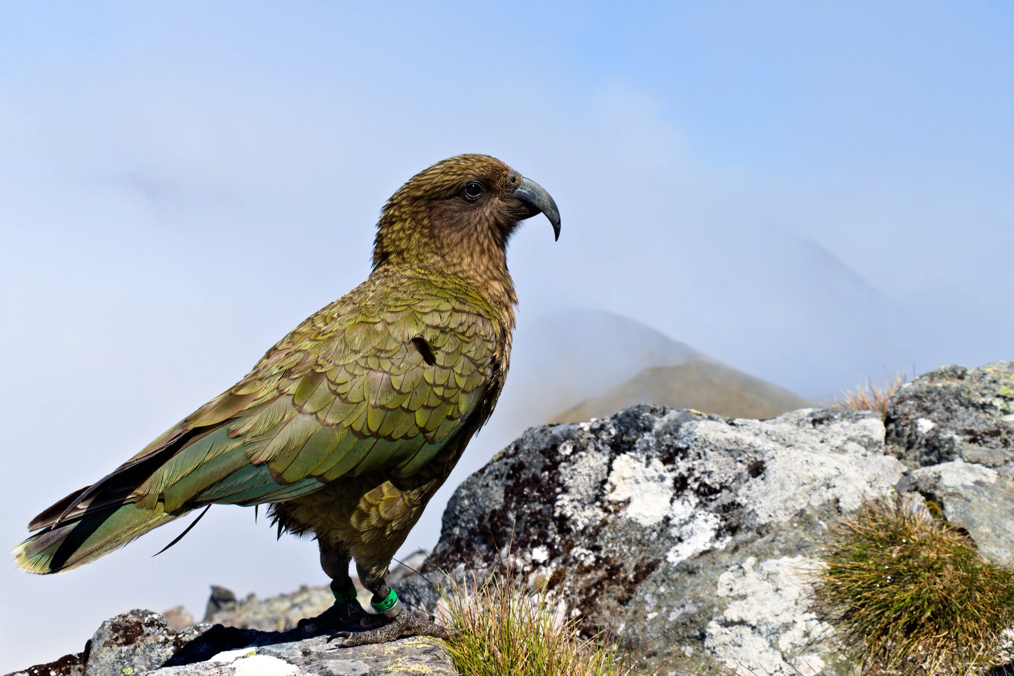 green kea parrot