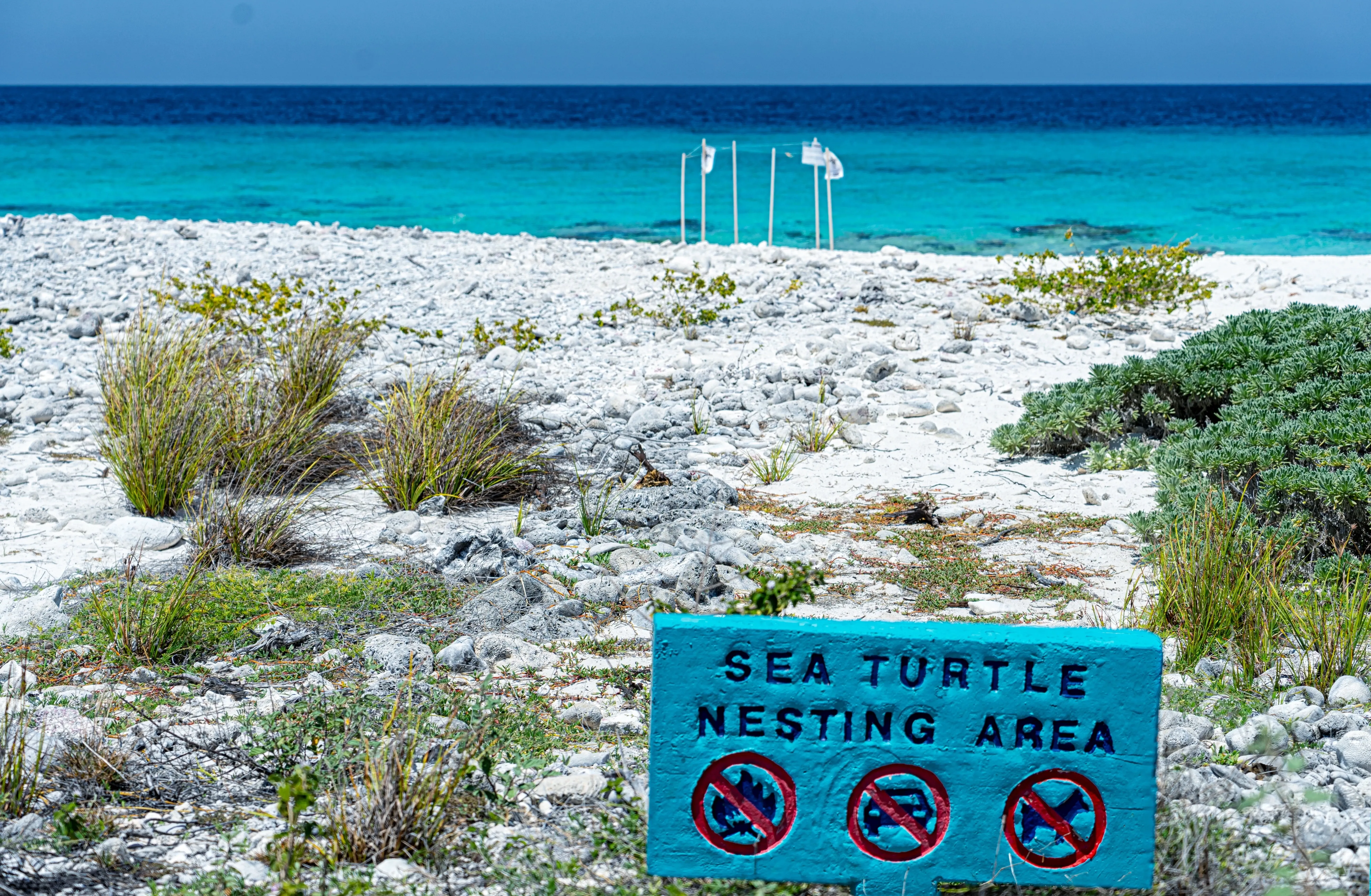 sea turtle nesting area