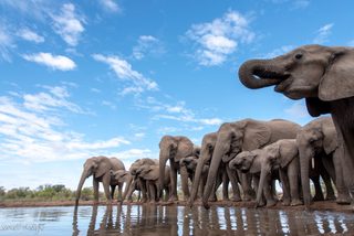 Elephant watering holes