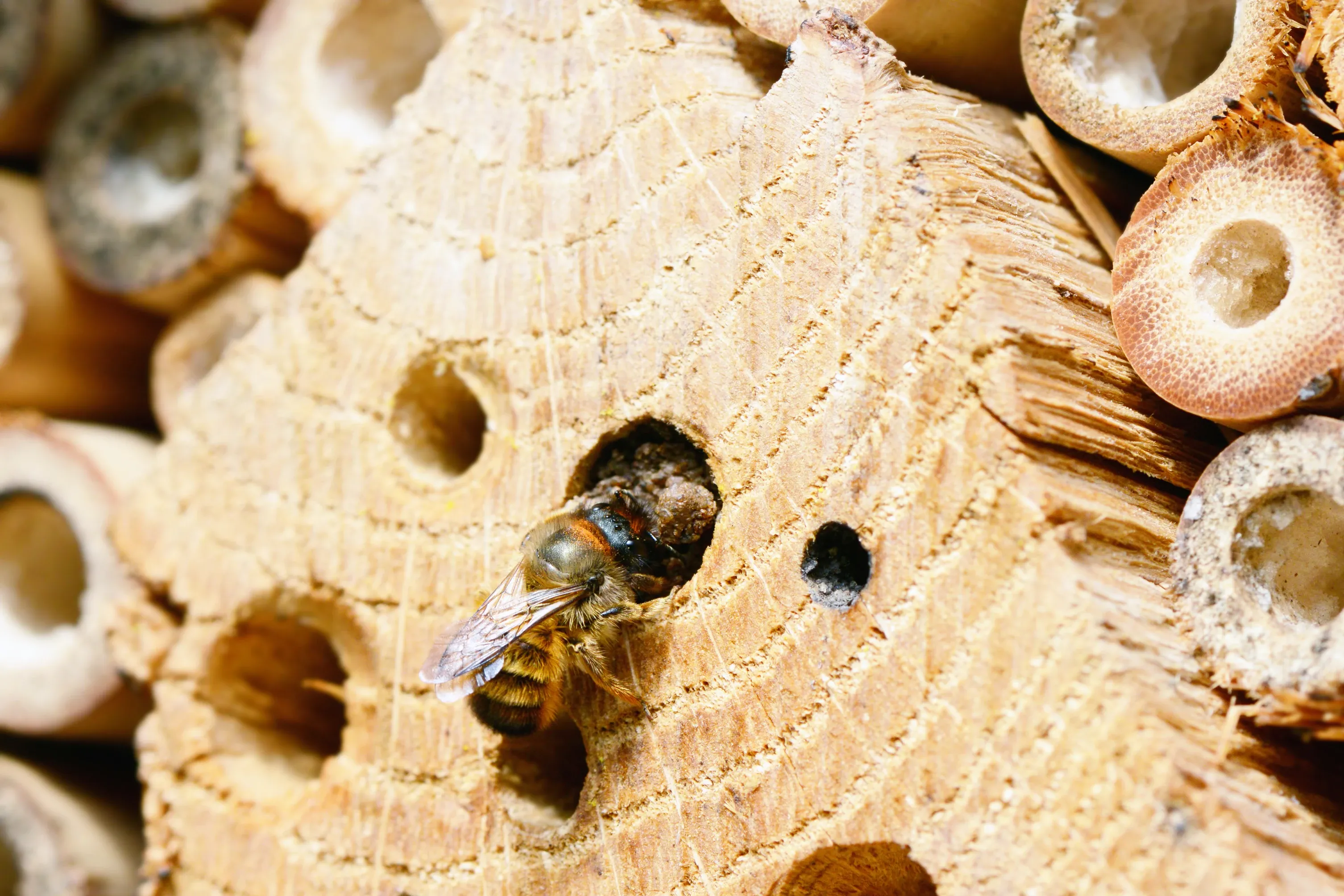 Bee climbs into an insect shelter