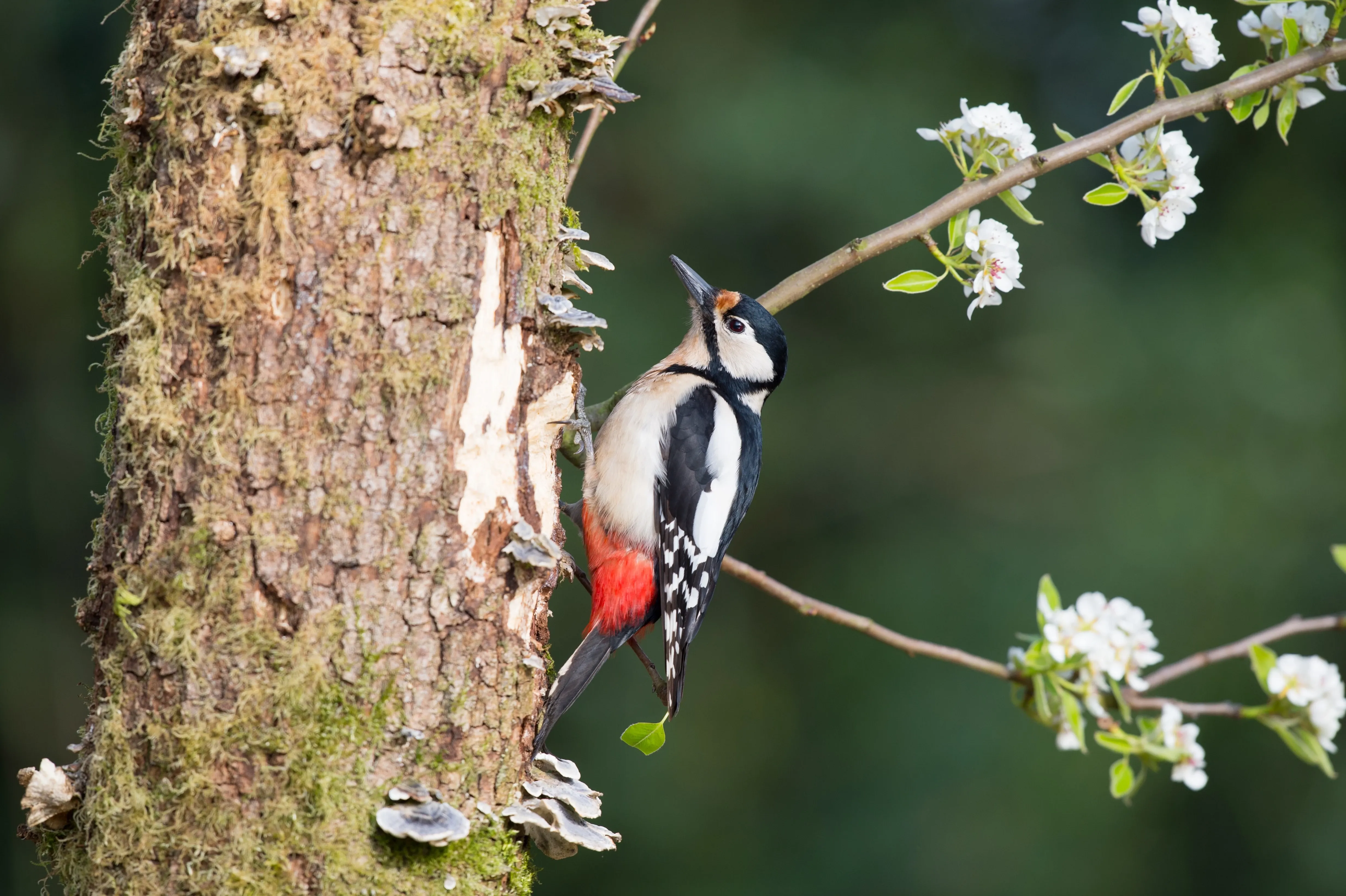 woodpecker