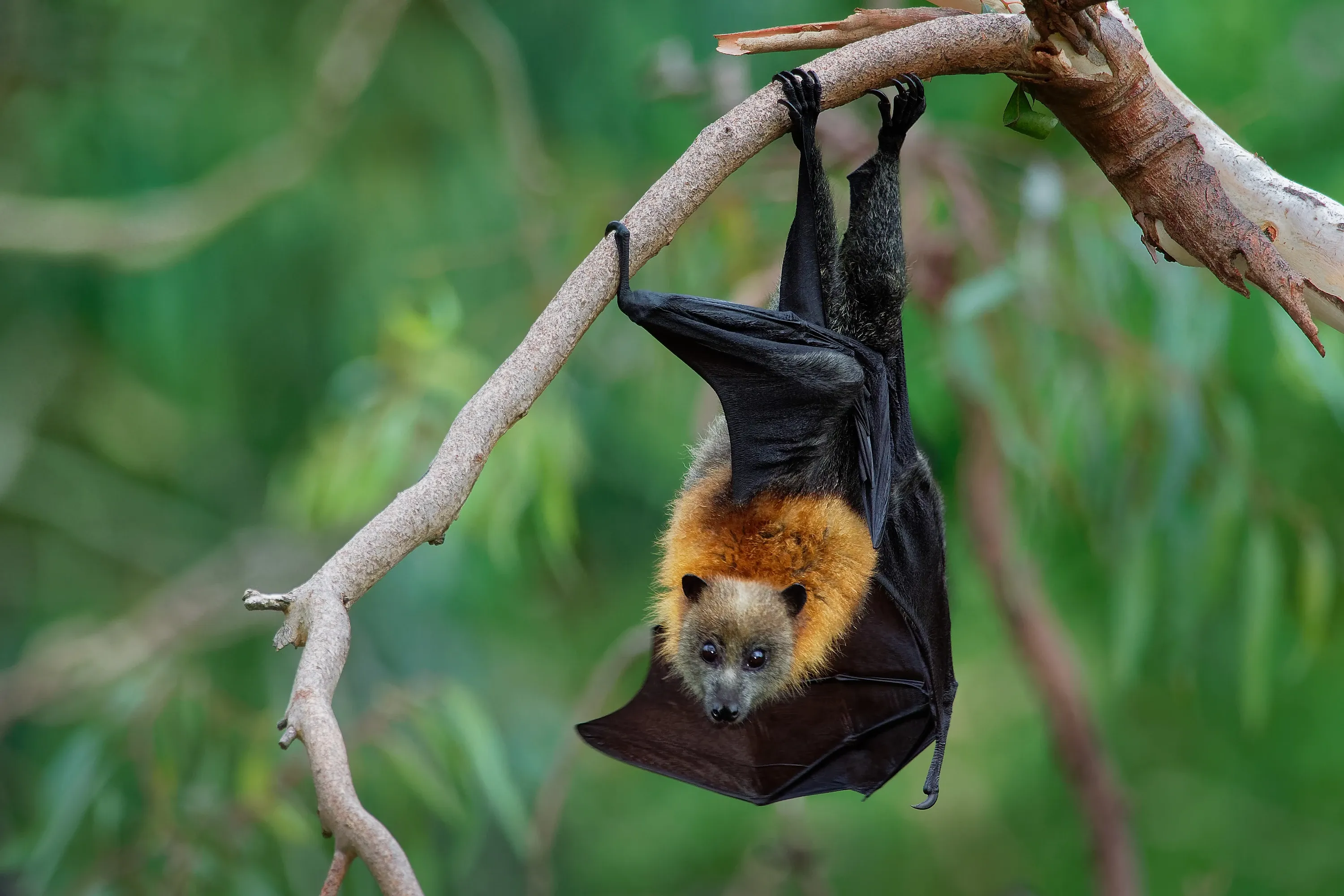 Flying fox bat