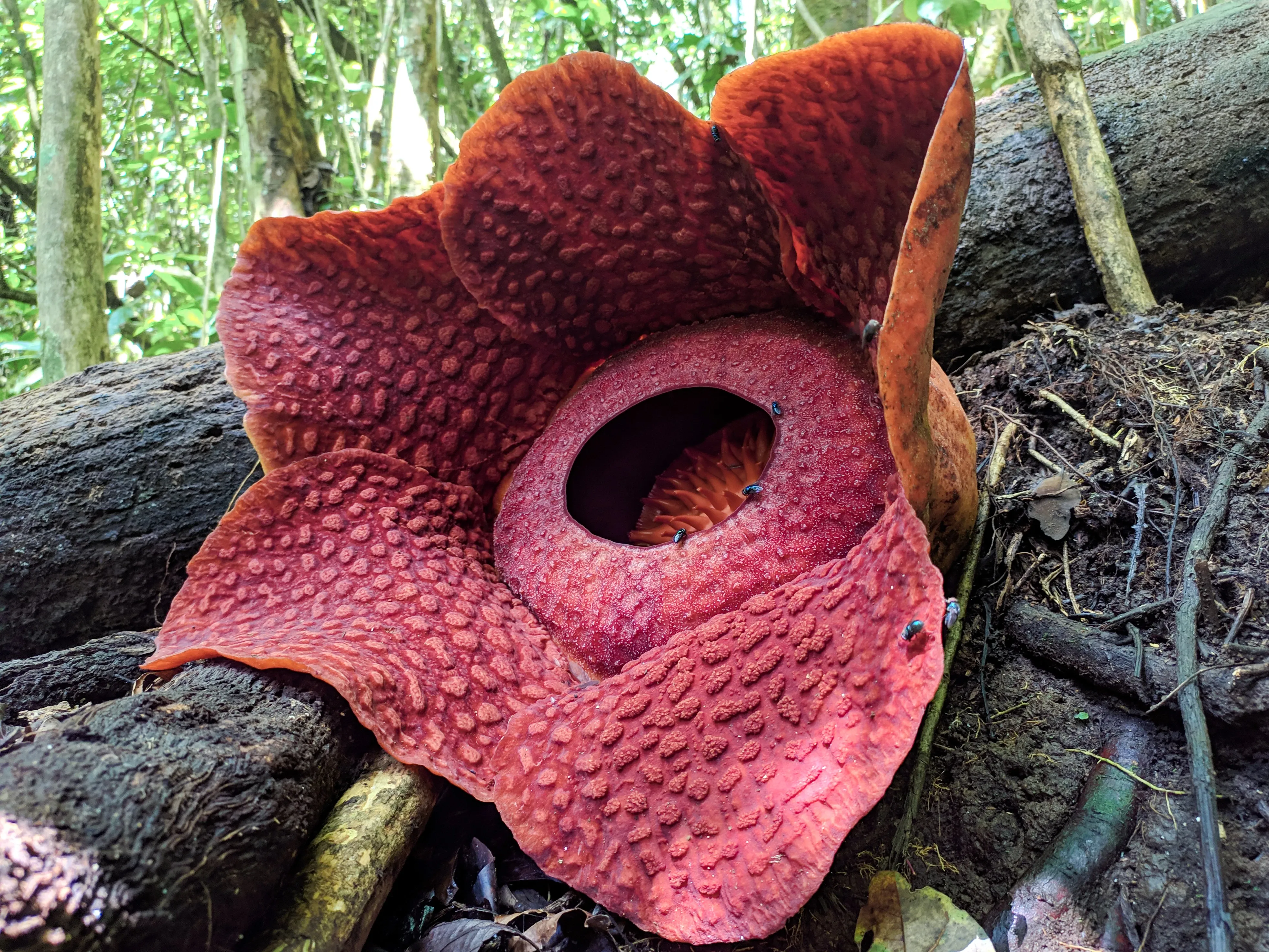 Rote Rafflesia-Blume in Borneo