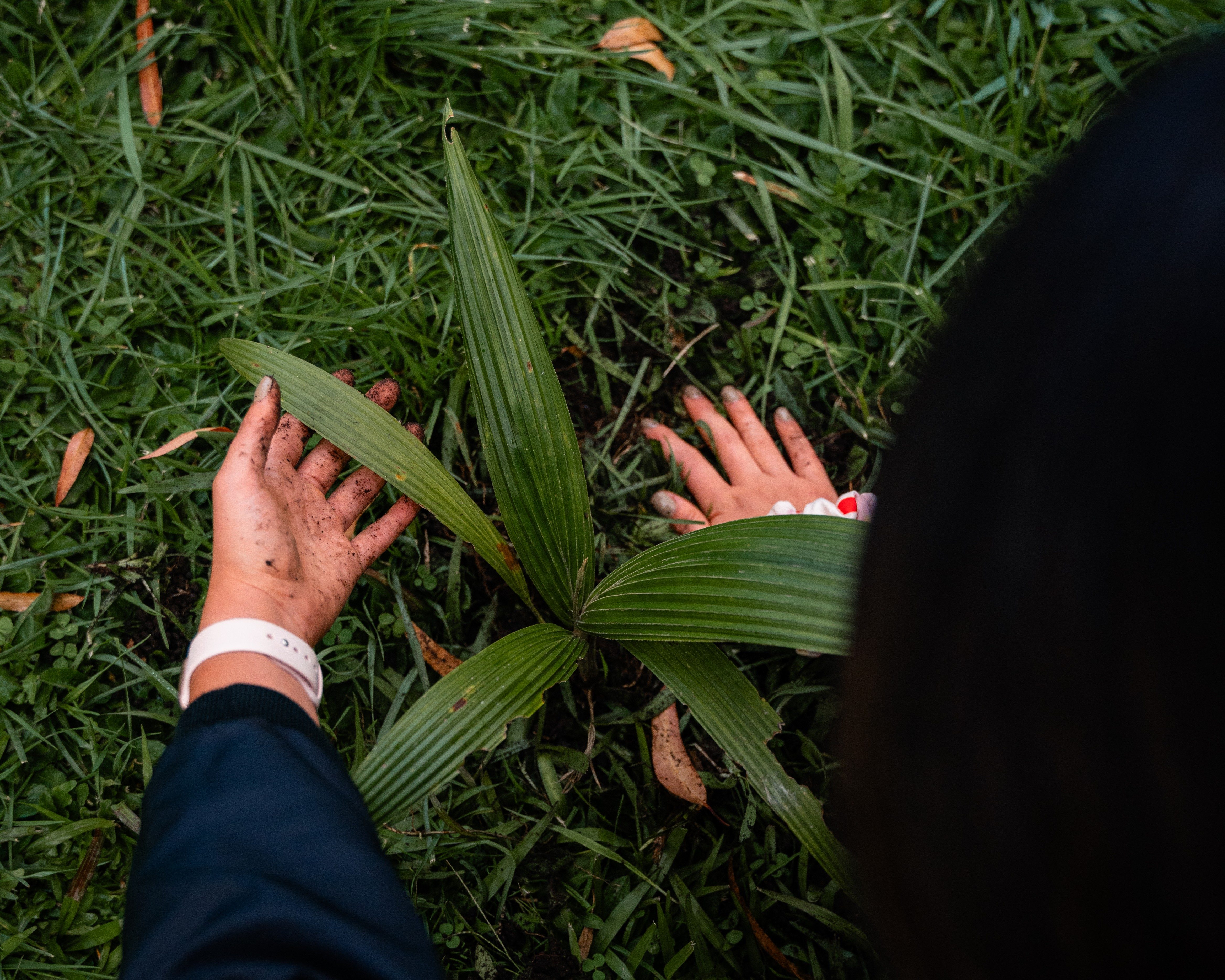 Gast-Gefühl Pflanzen