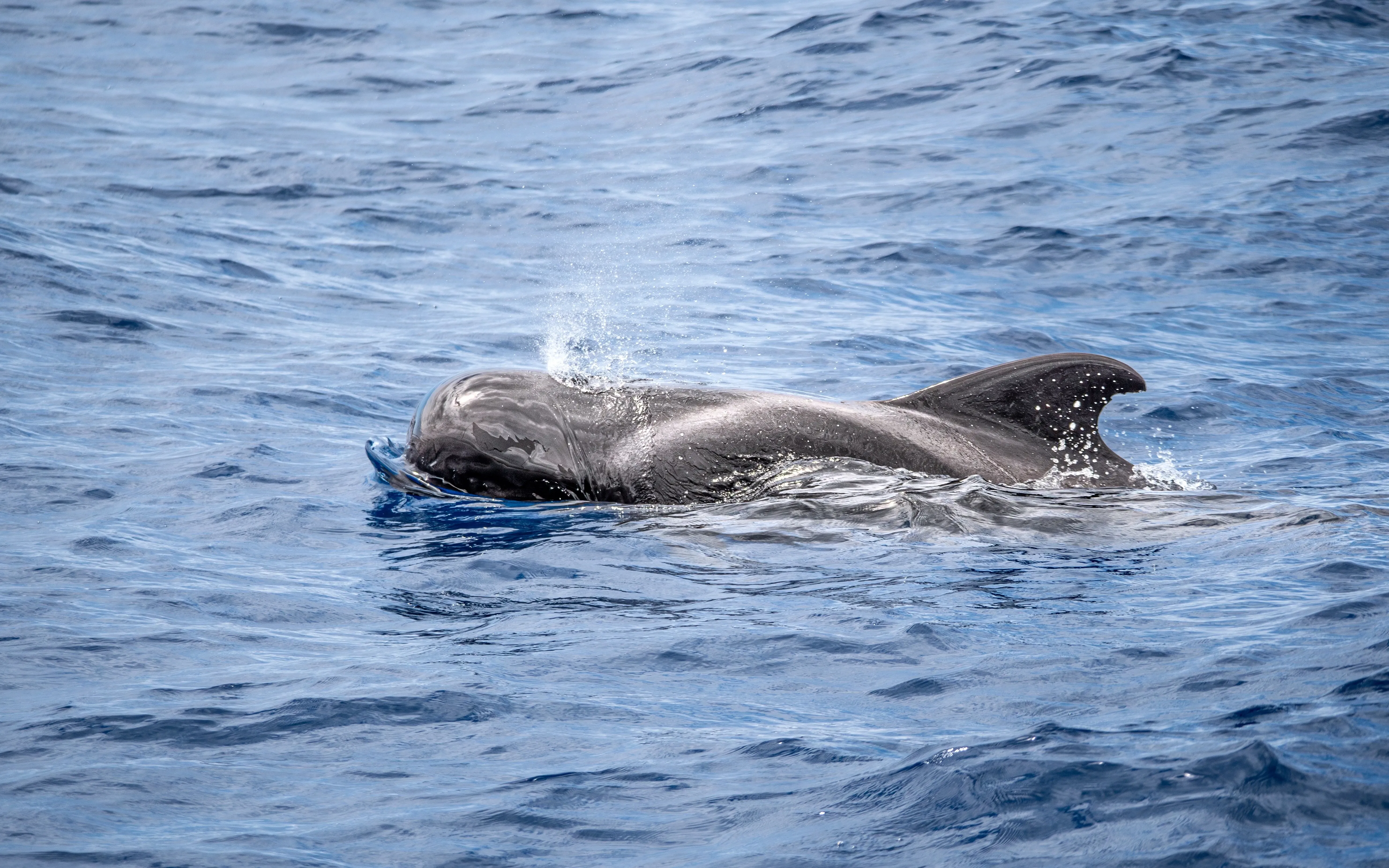 Pilot whale