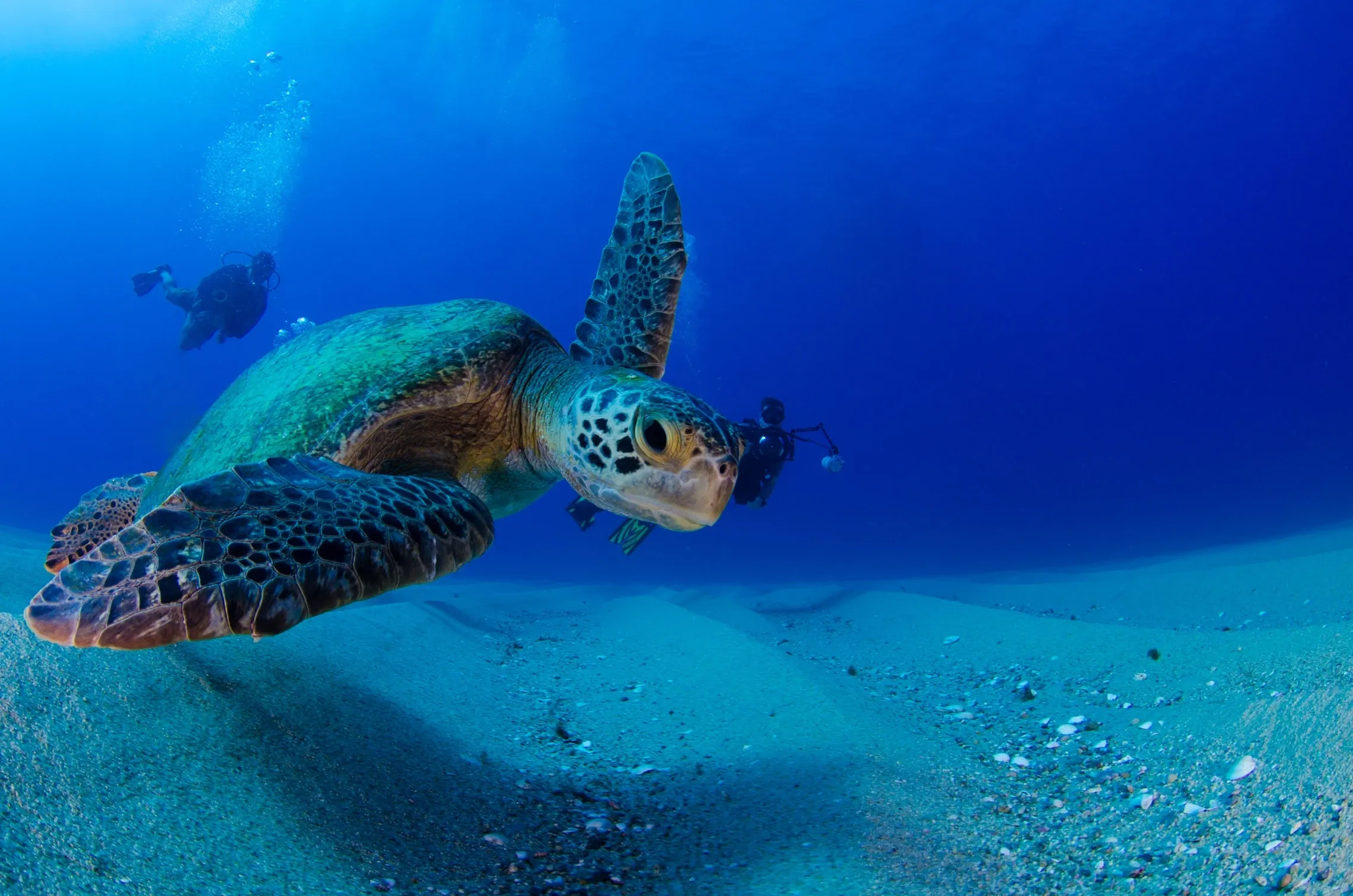 Turtle swimming on ocean bed