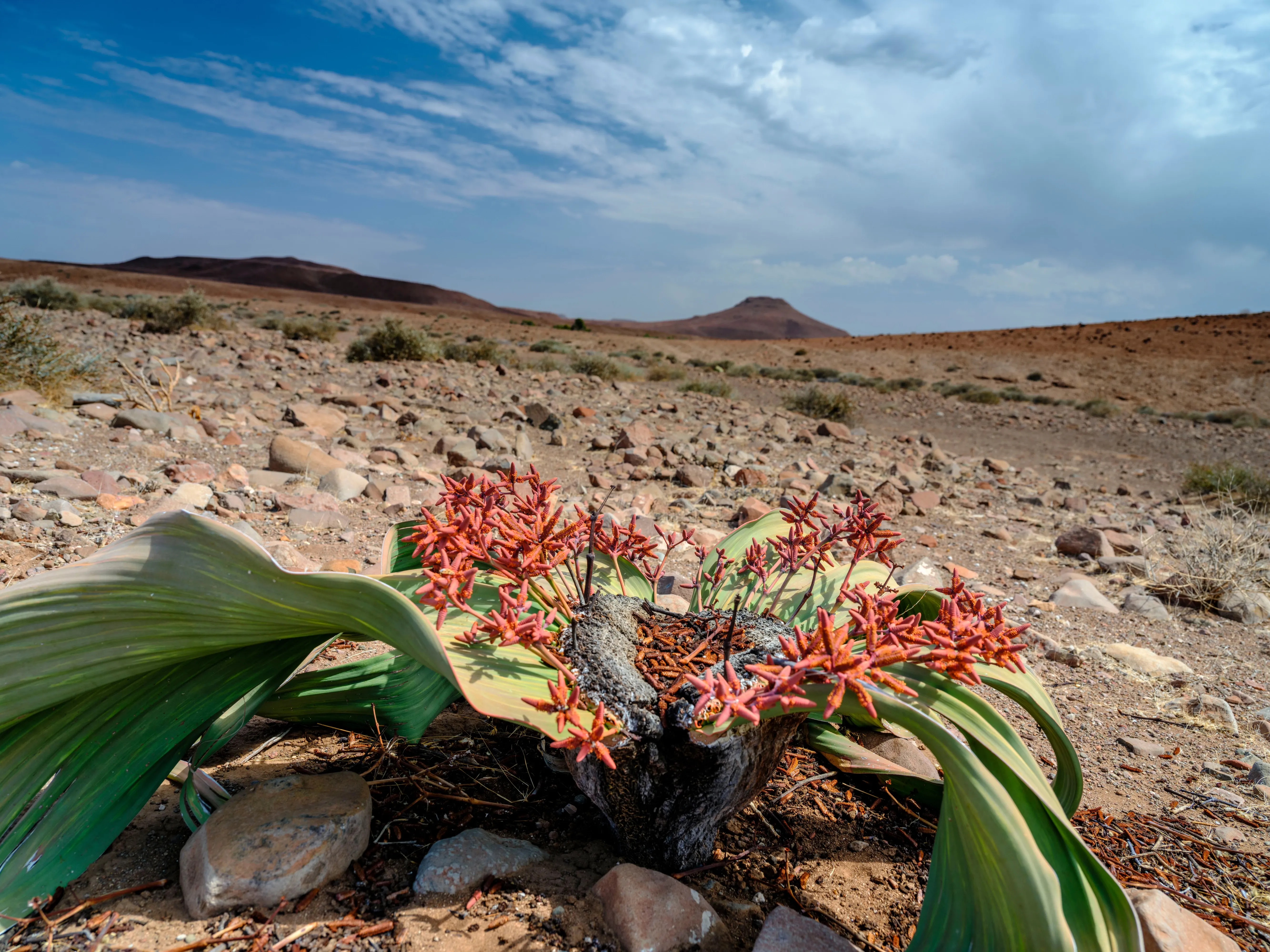 Welwitsha plant in the Namibian desert
