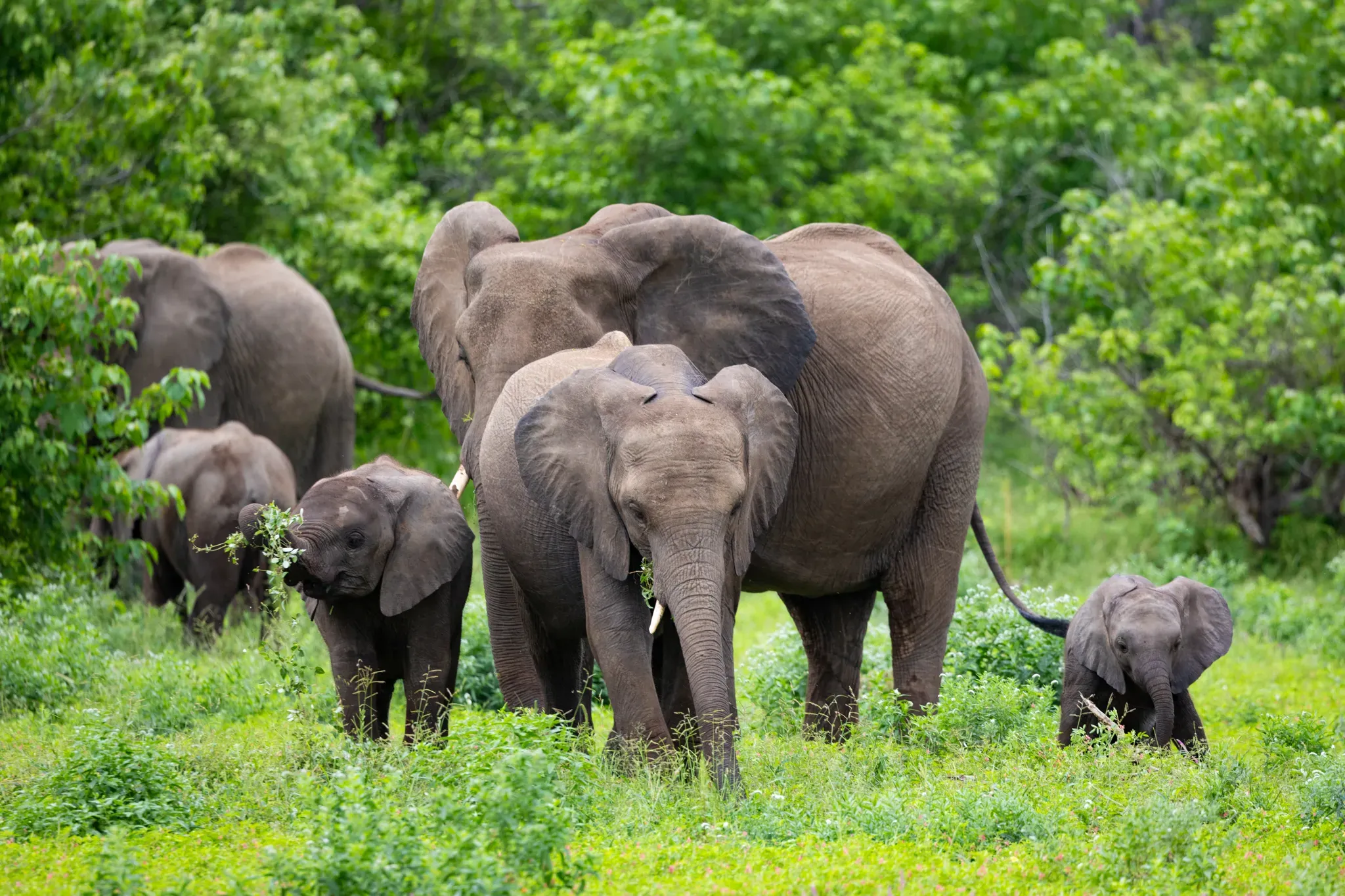 Elephant herd