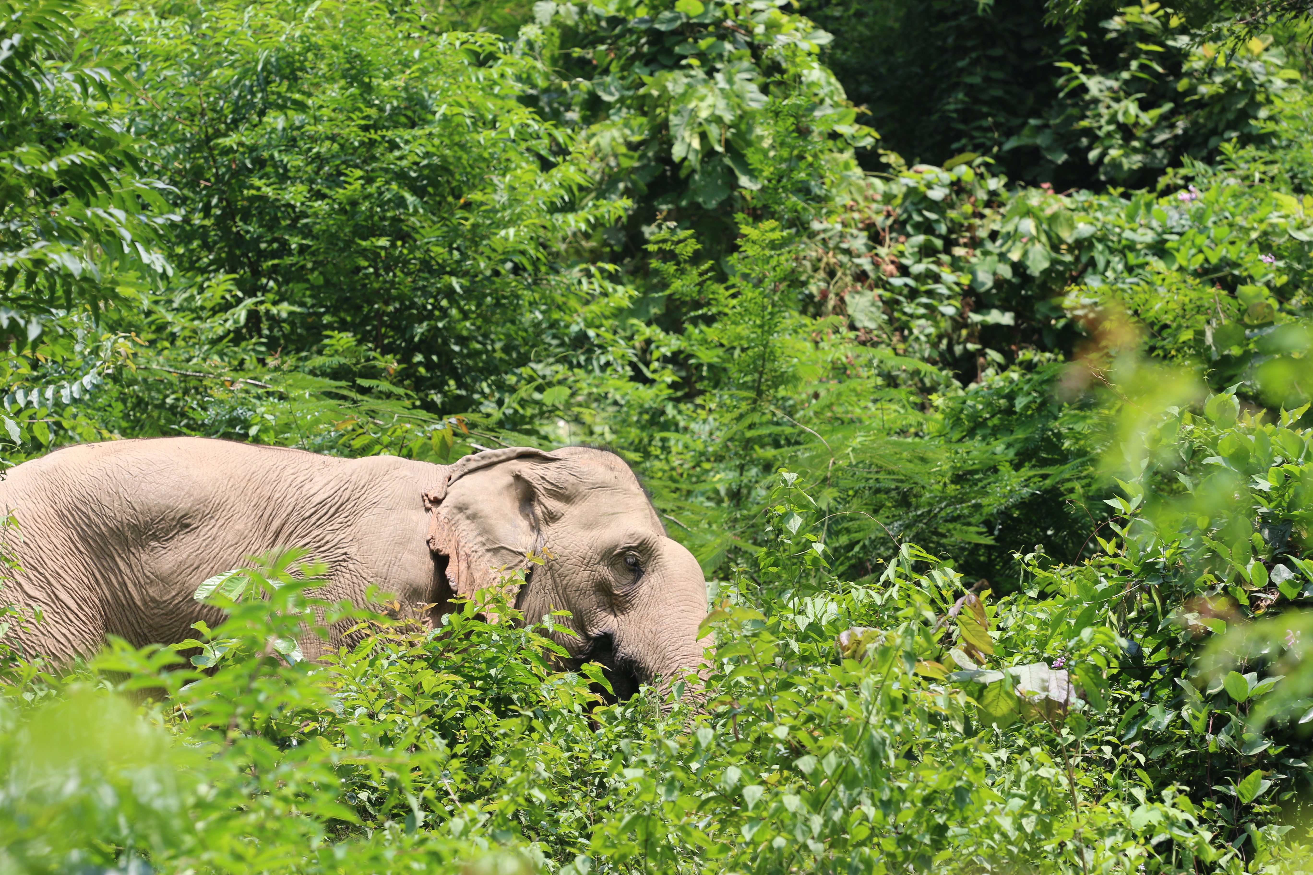 Elefant versteckt sich im Gebüsch