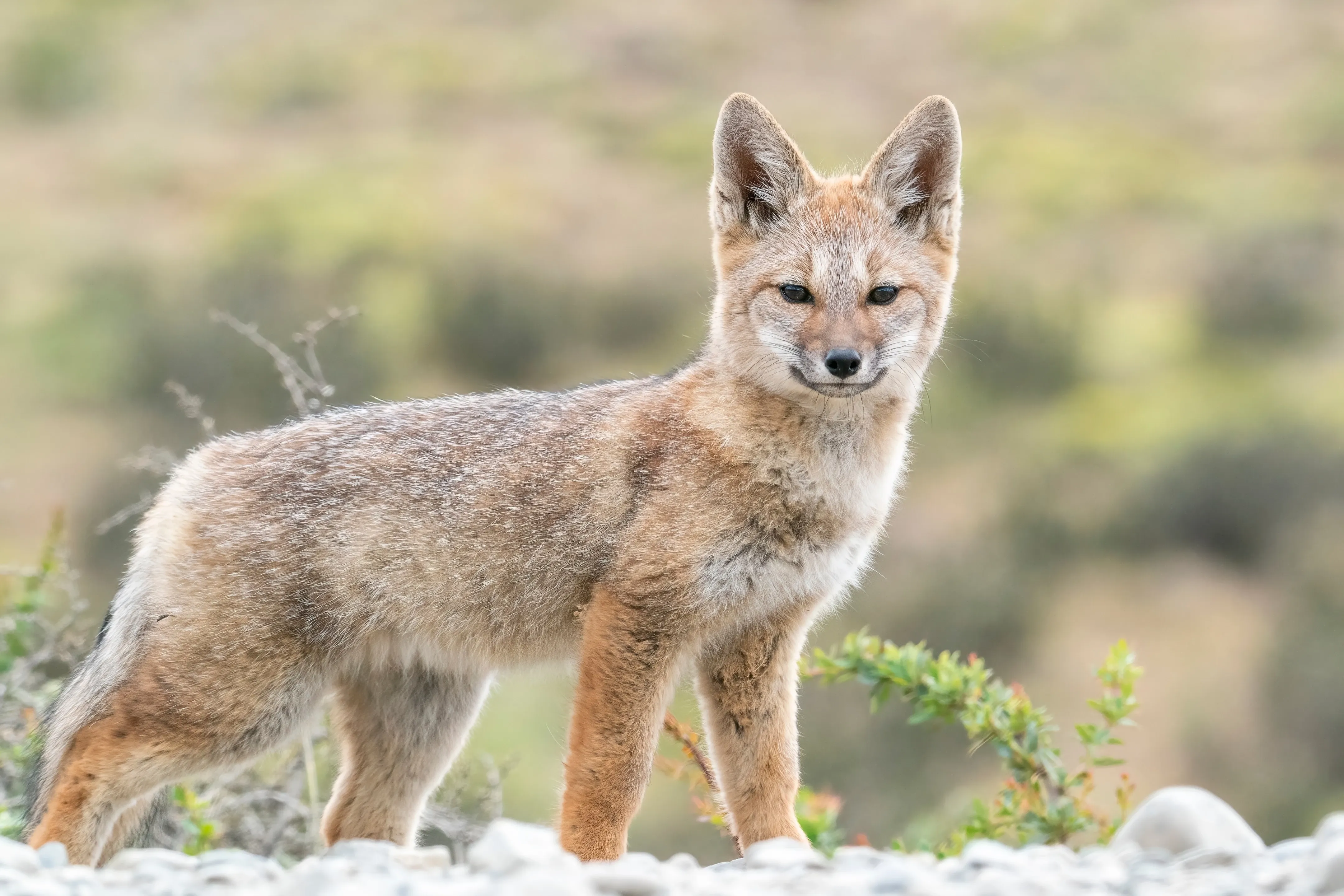 Grey young fox in Chile