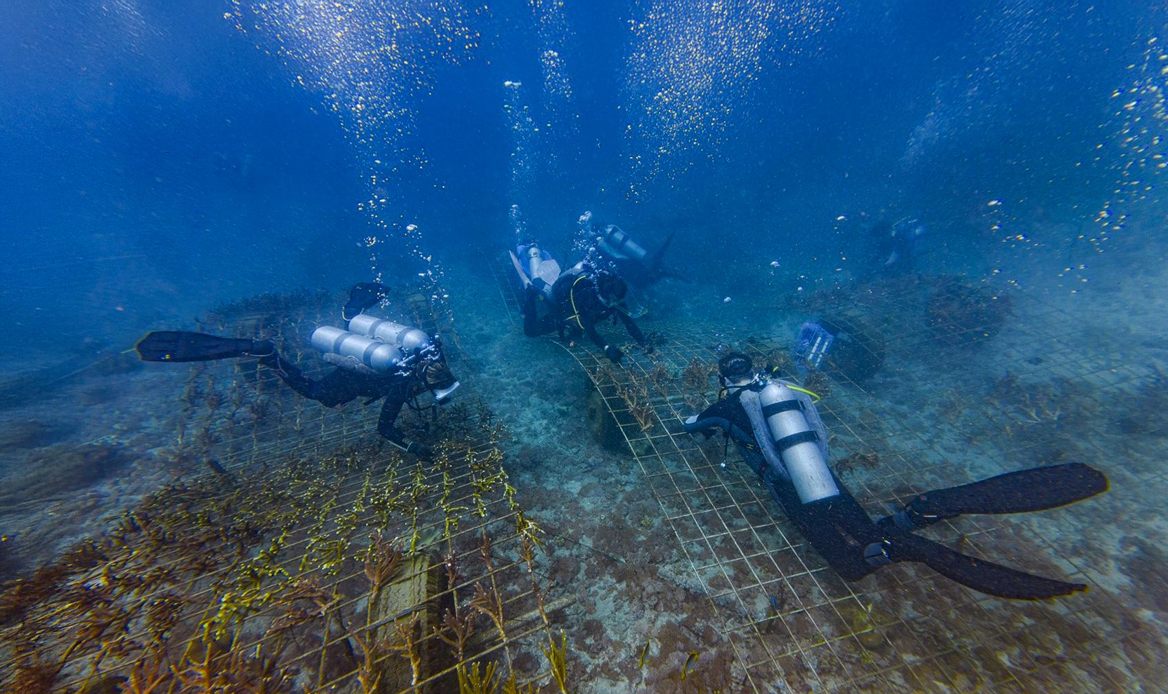 Wie Korallenrestaurierung Ökosysteme verwandelt