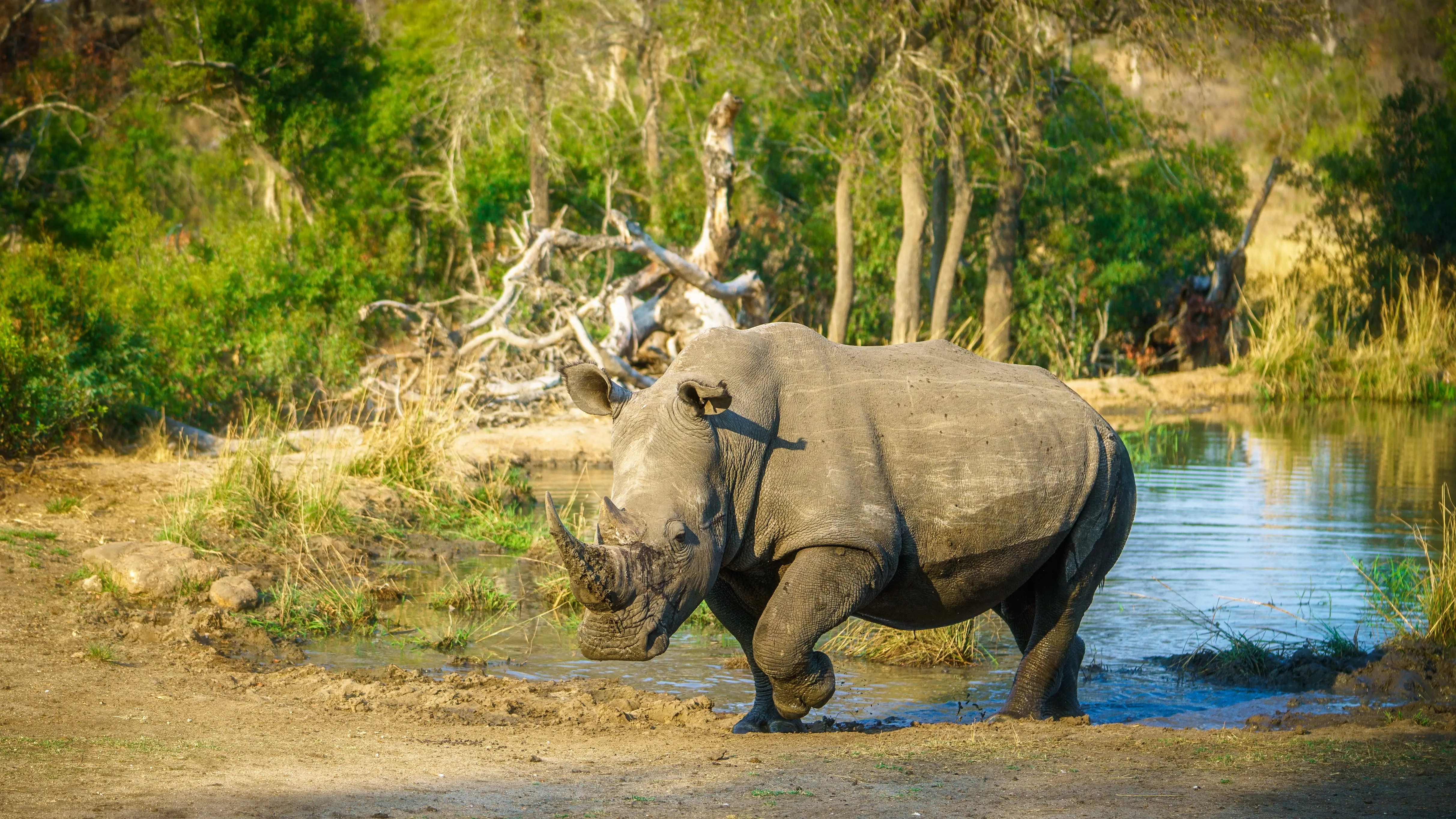 Nashorn am Wasserloch
