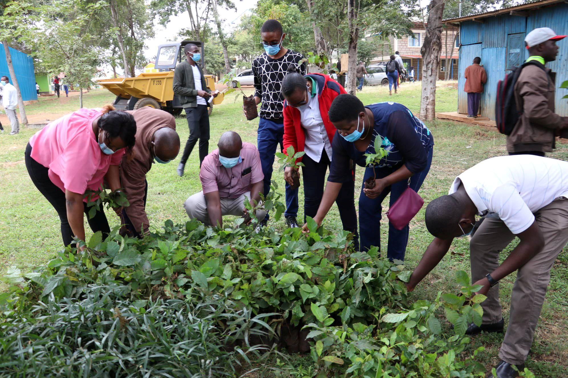 Gruppe bereitet sich auf das Pflanzen von Bäumen vor