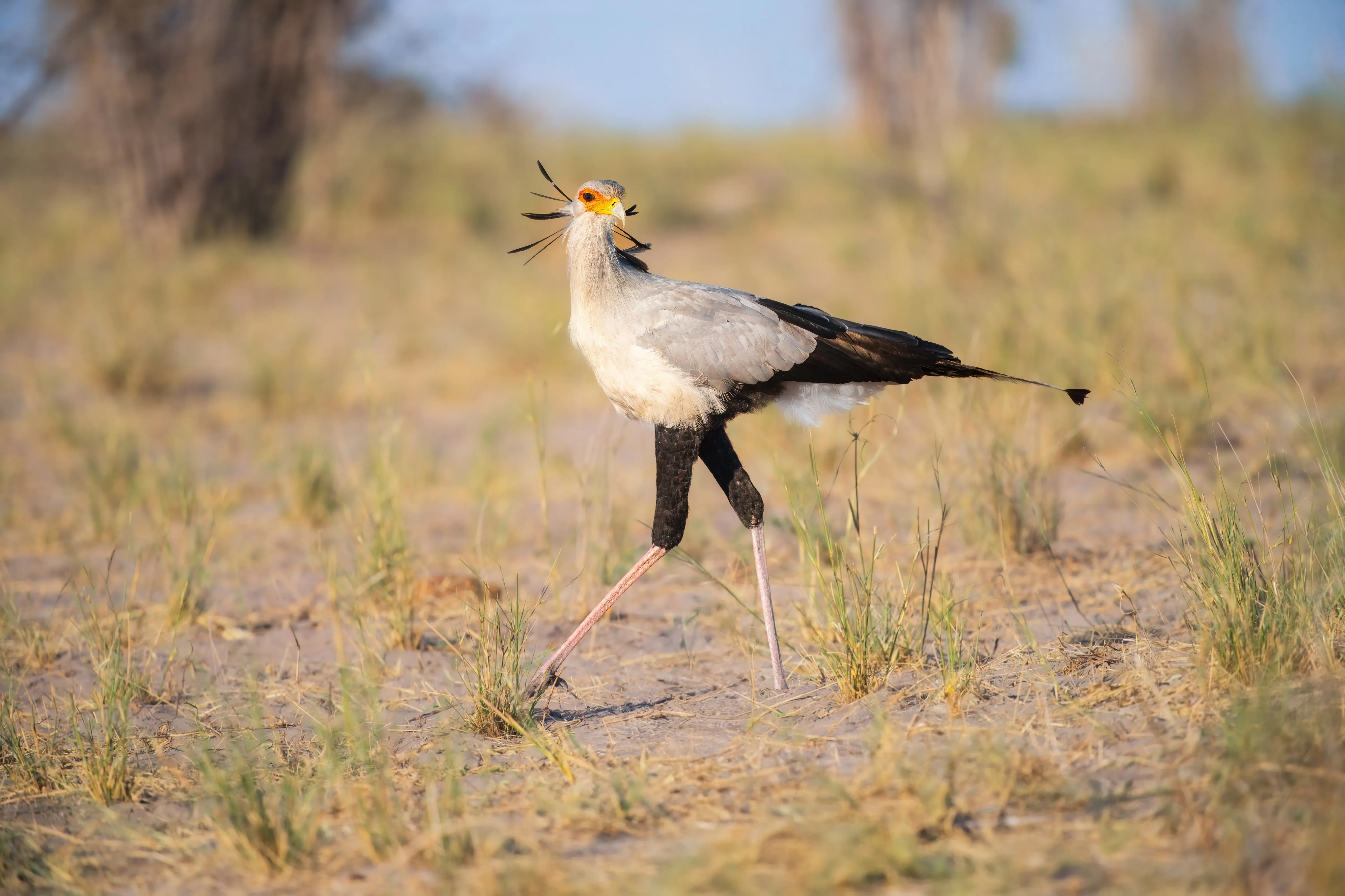 Sekretärvogel in Botswana